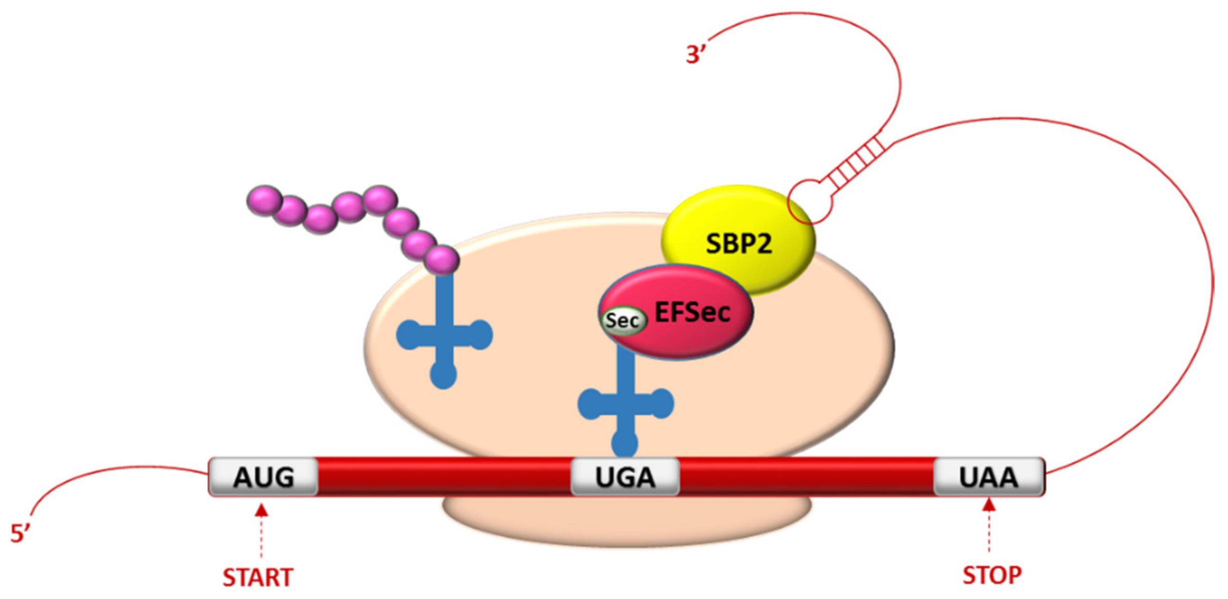 Molecules 26 07084 g001