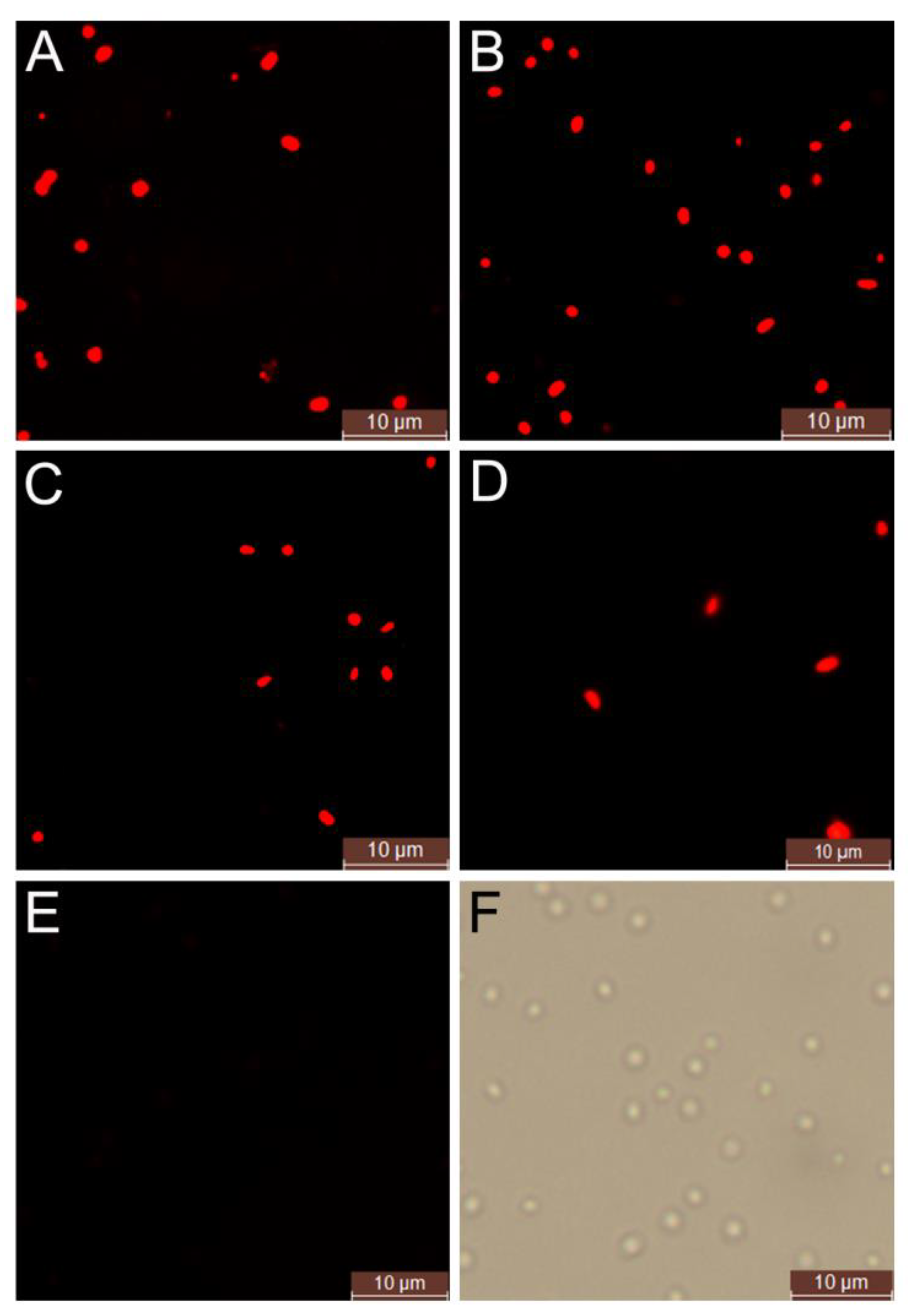 Molecules 26 07122 g001