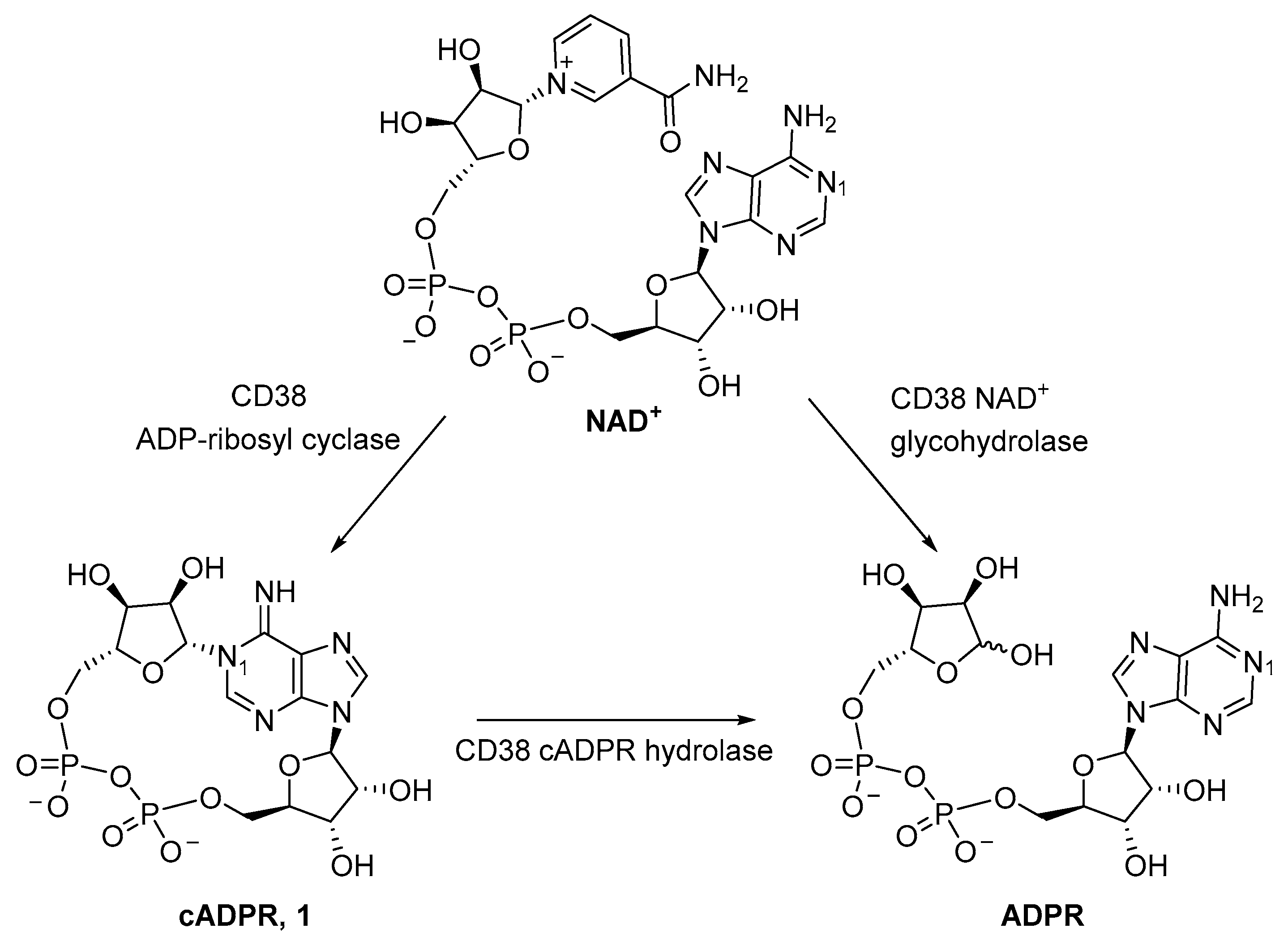 Molecules 26 07165 g001
