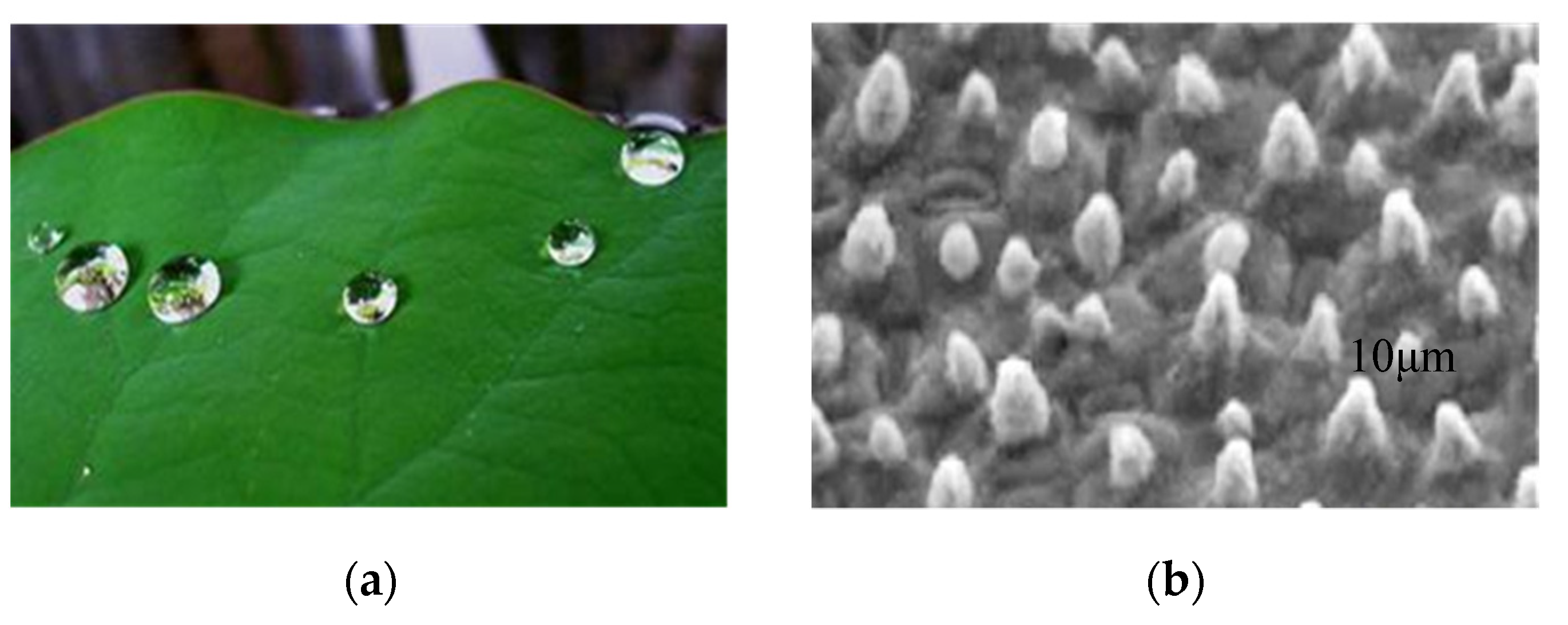 Molecules 26 07180 g002