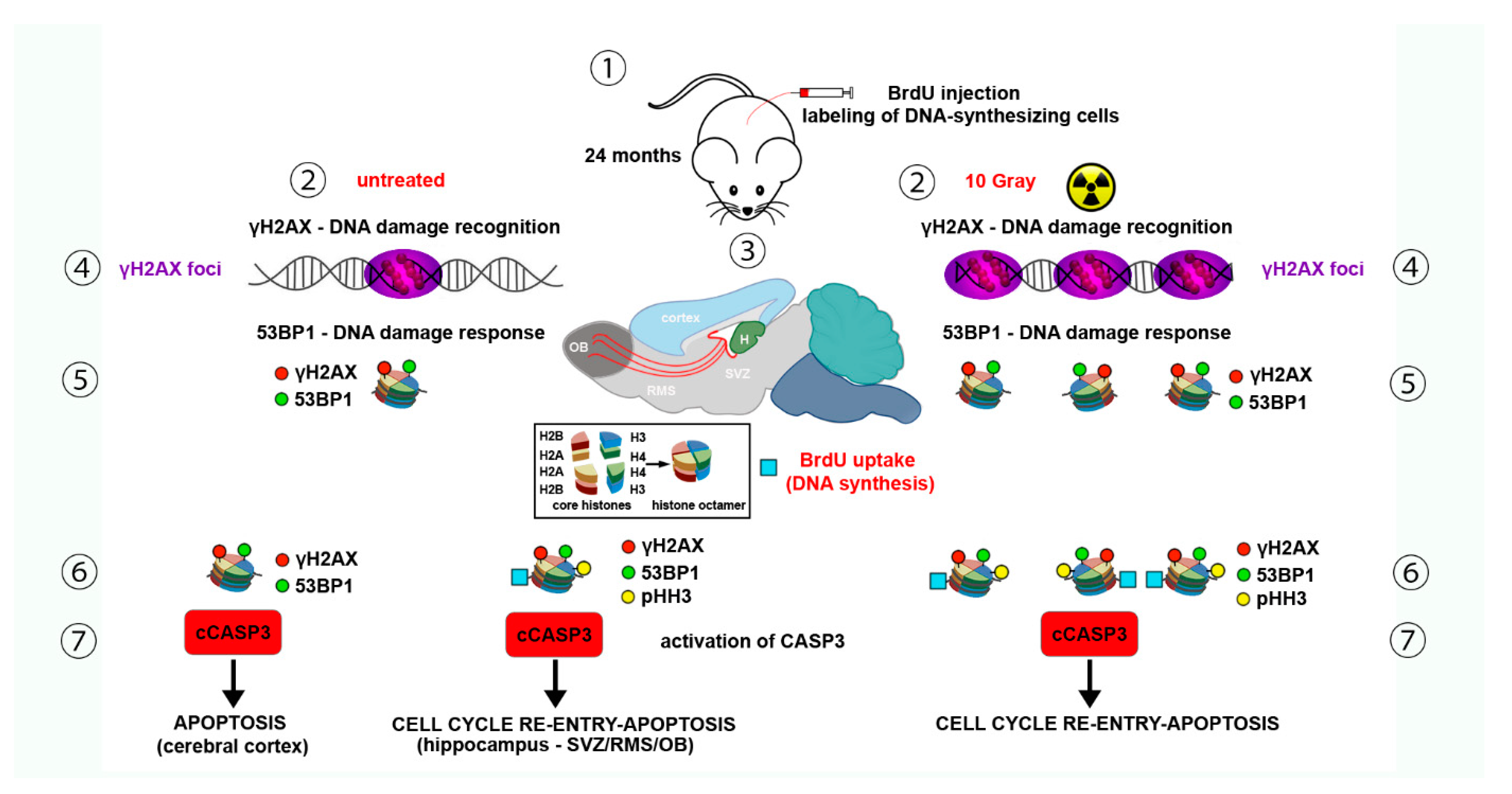 Molecules 26 07198 g004