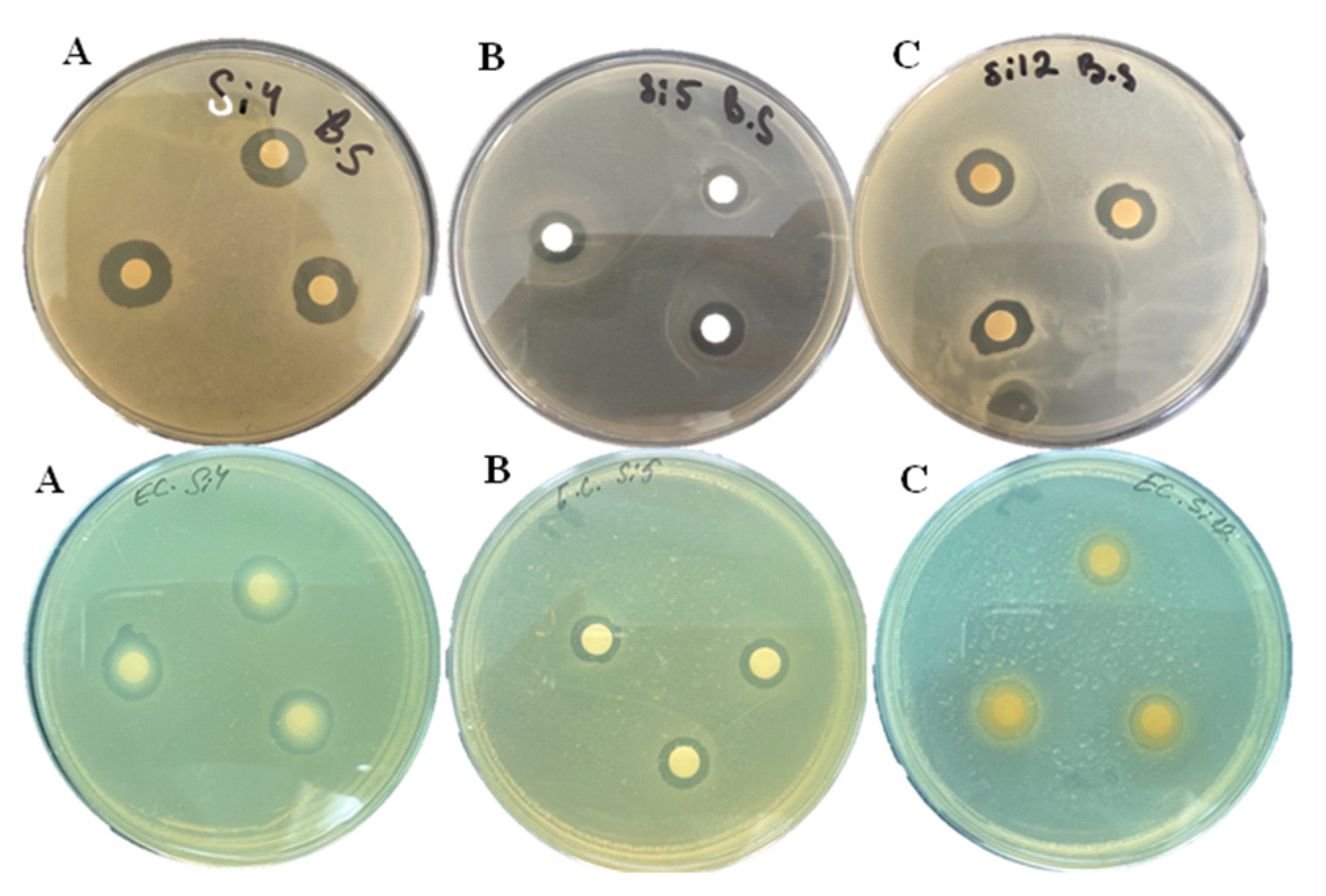 Molecules 26 07321 g003
