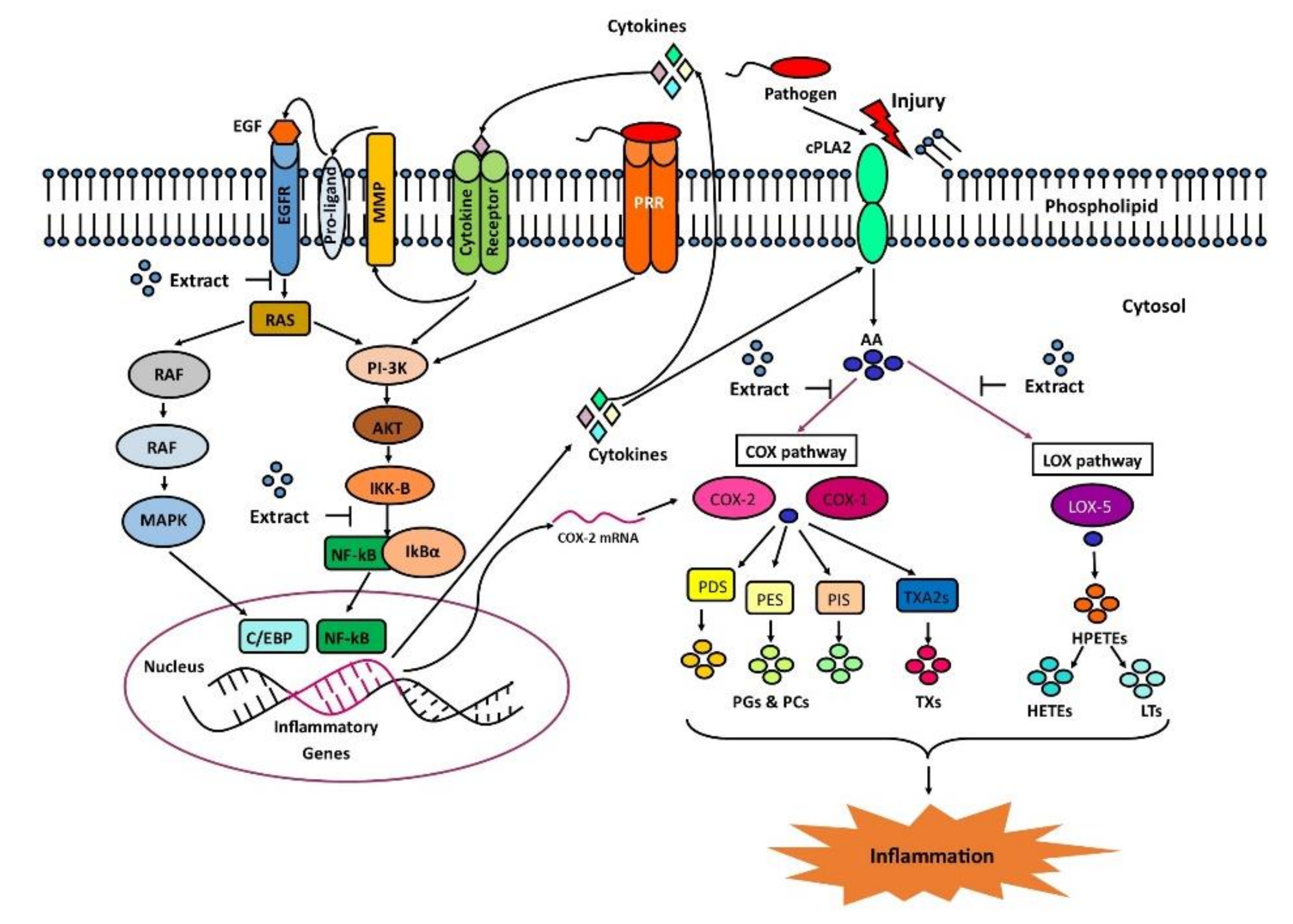 Molecules 26 07397 g001