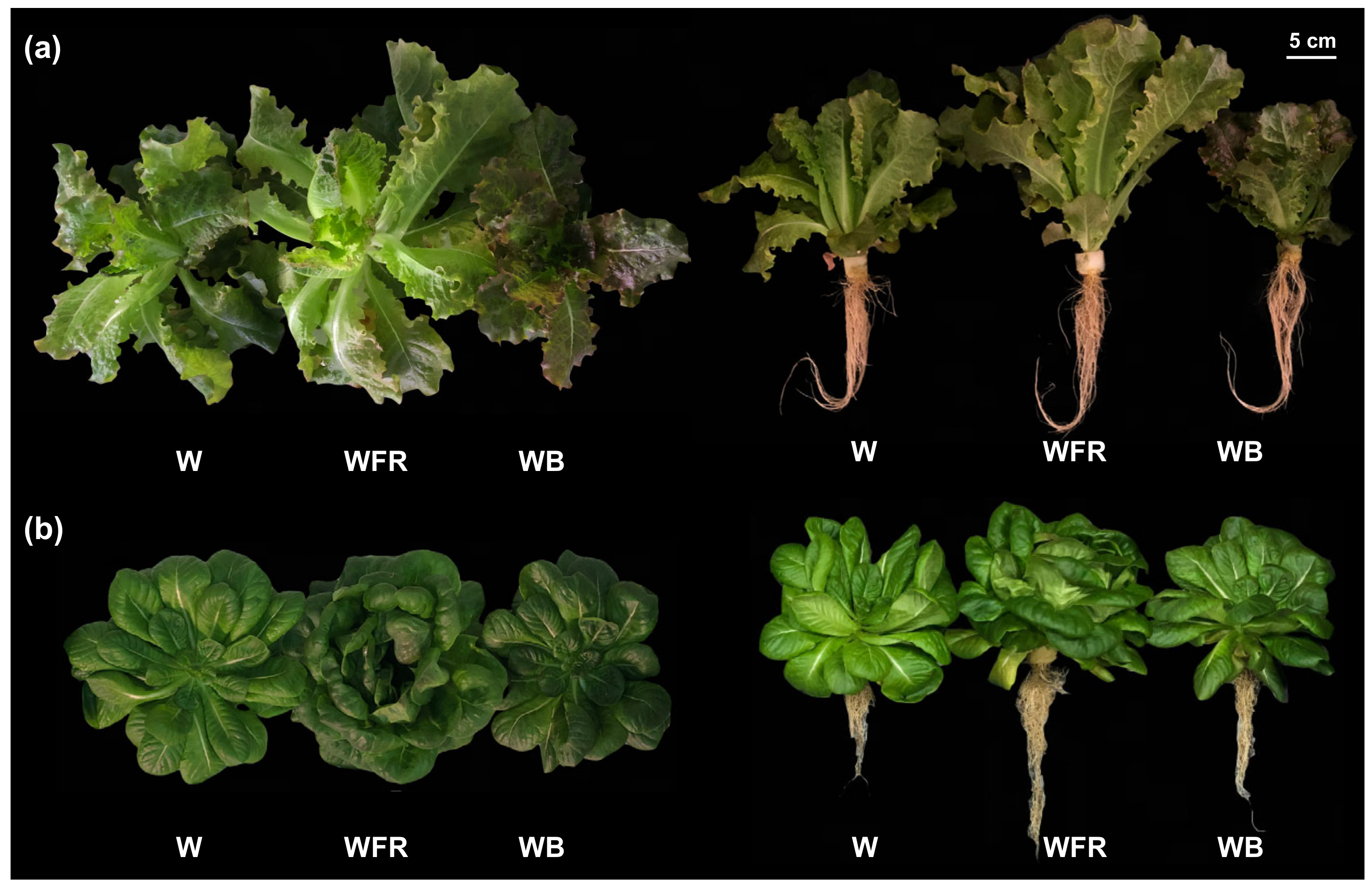 Molecules 26 07405 g001