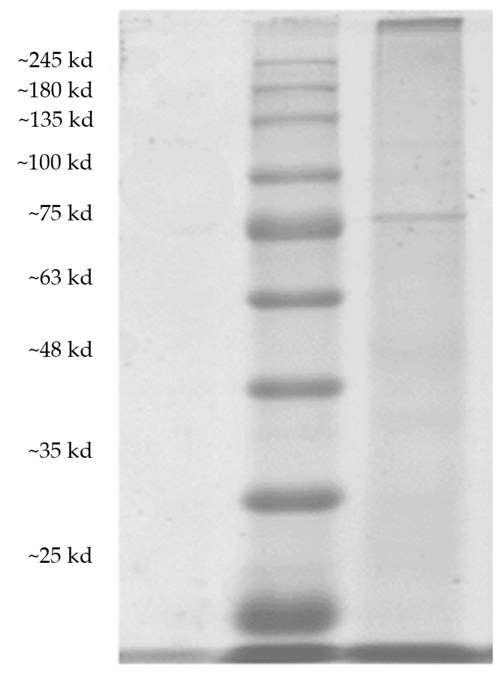 Molecules 26 07545 g001