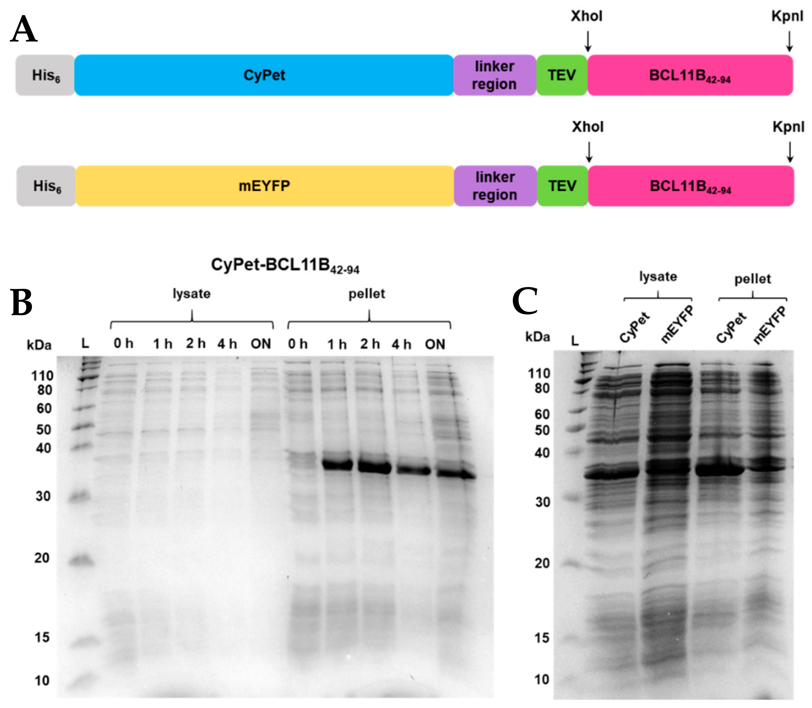 Molecules 26 07576 g001