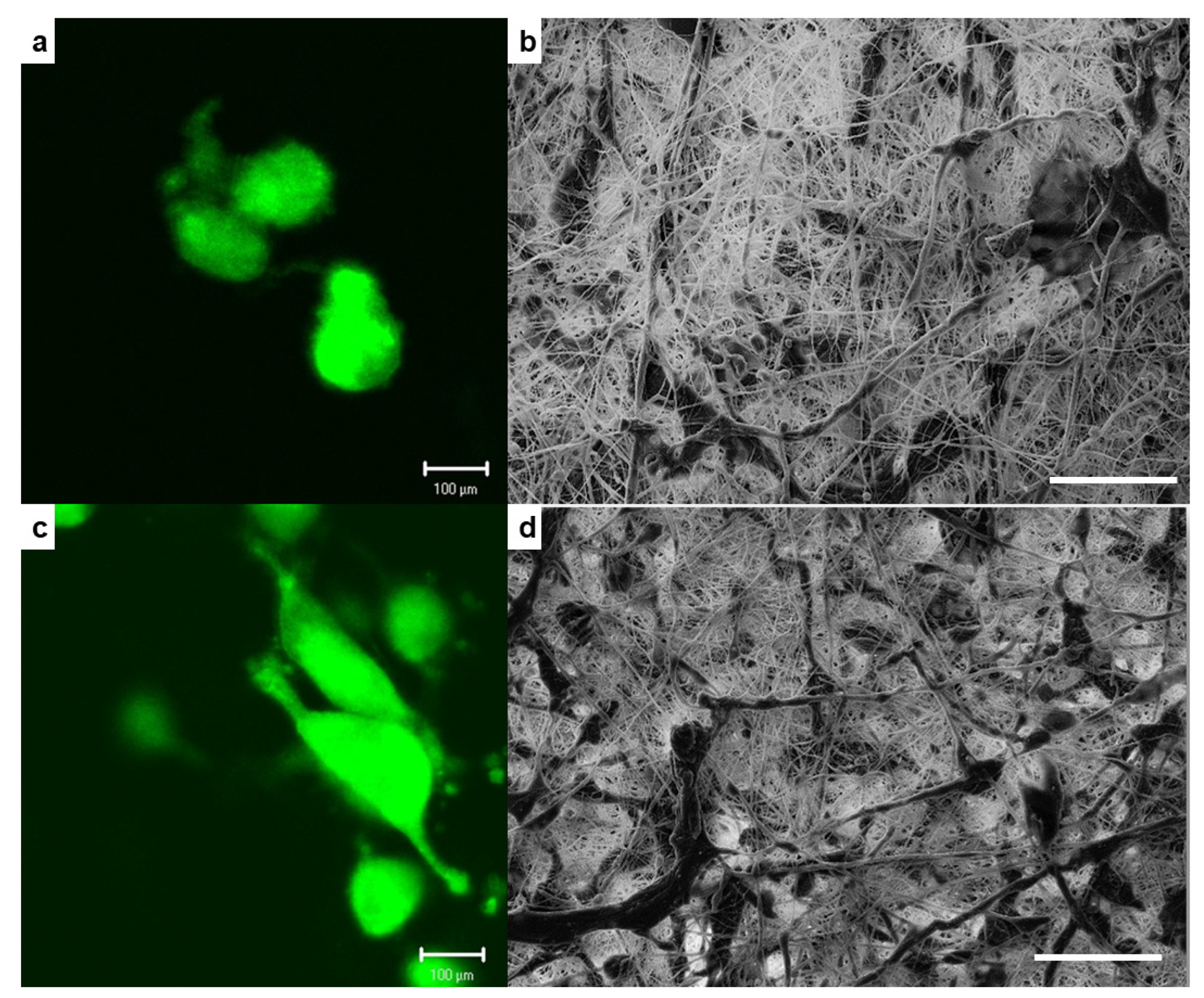 Molecules 26 07597 g005