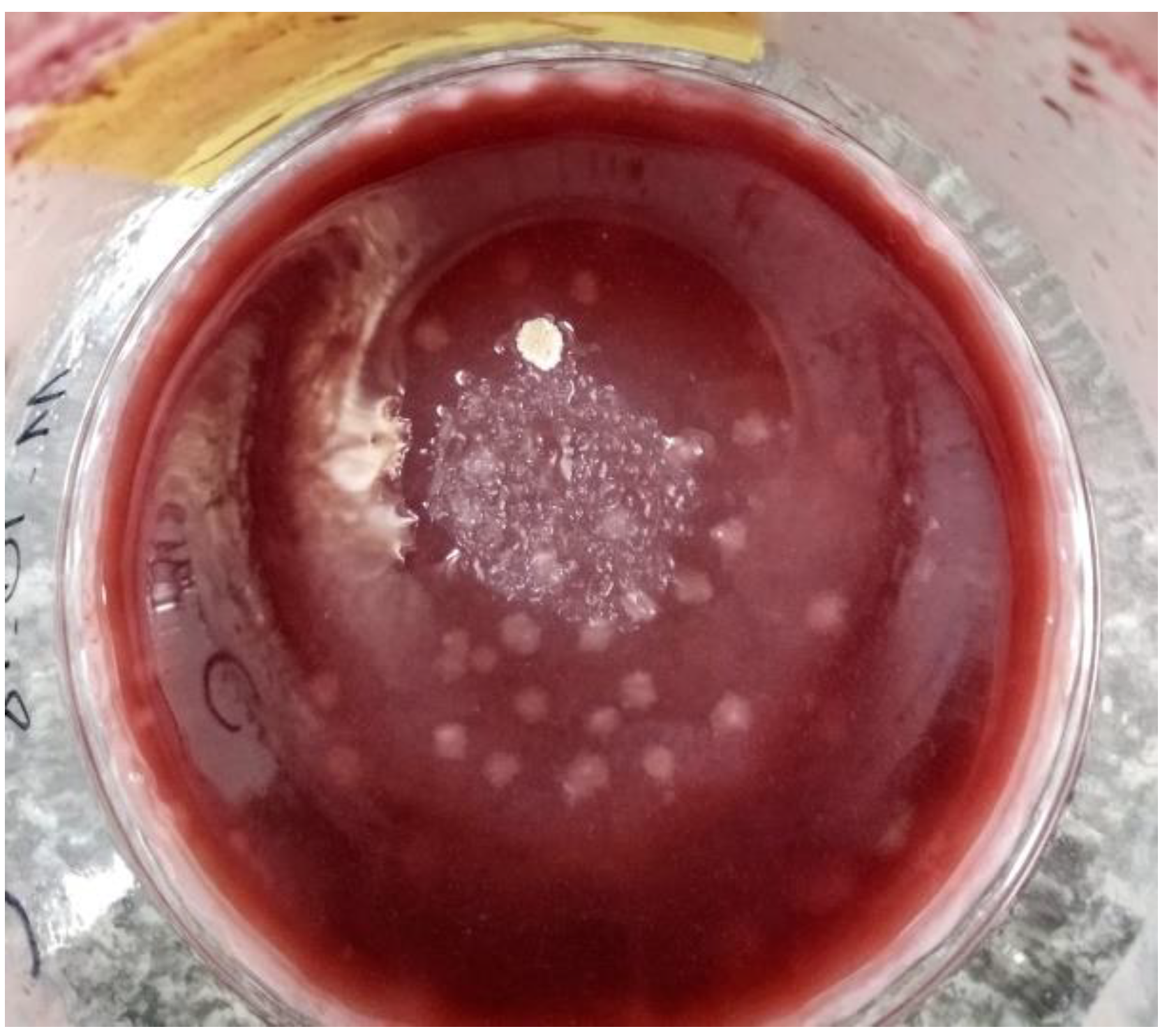 Molecules 26 07616 g001