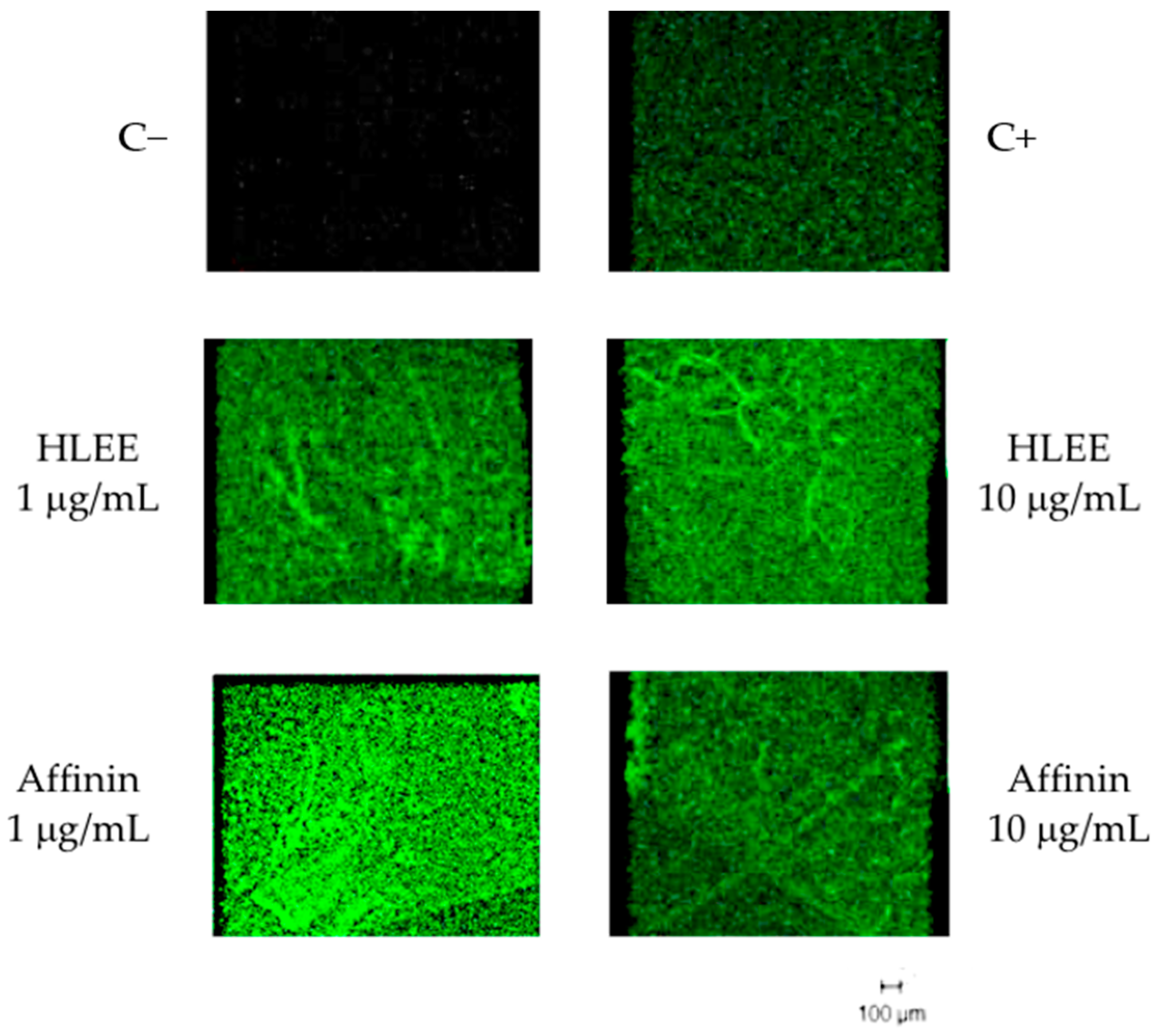 Molecules 26 07670 g004 Molecules 26 07670 g004