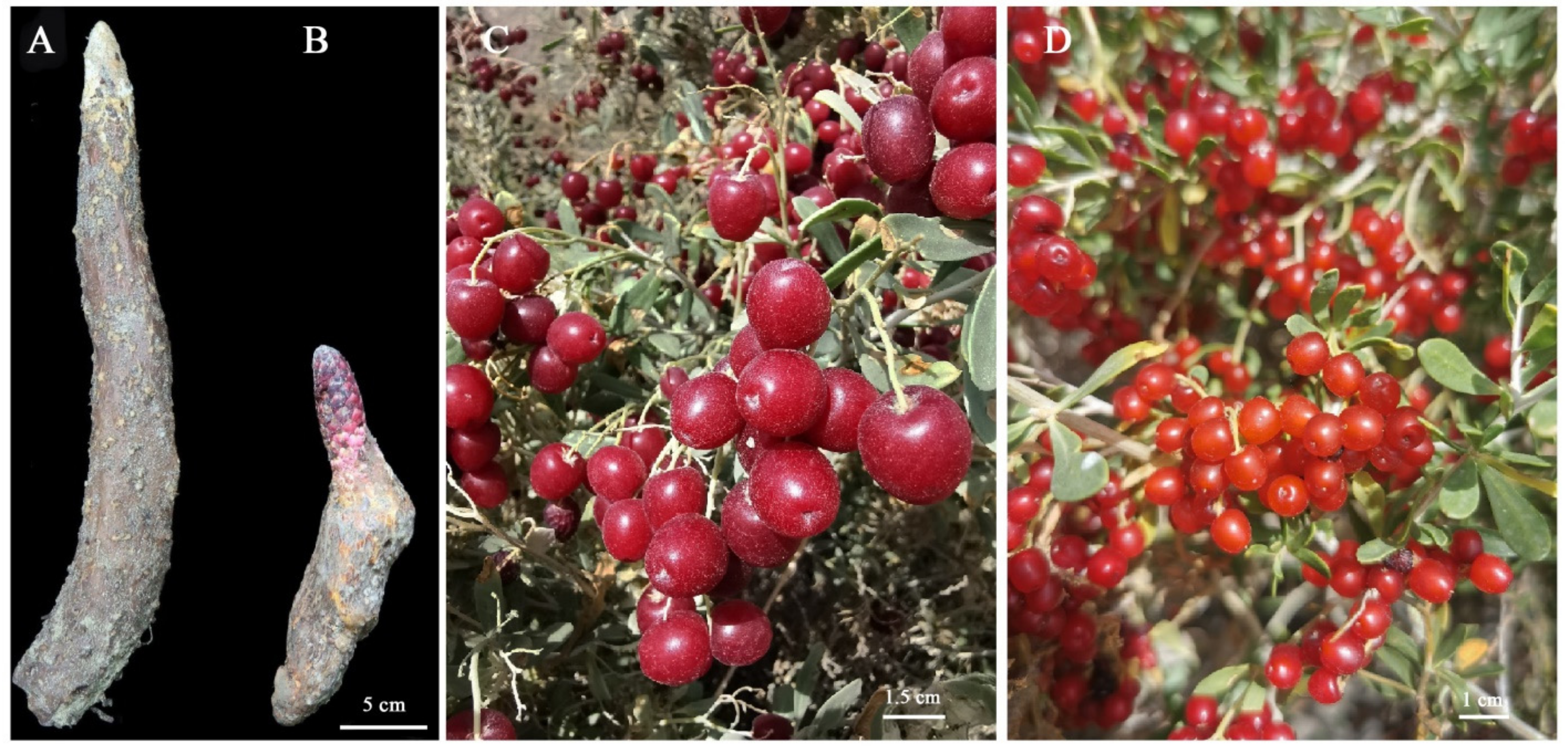 Molecules 27 00044 g011