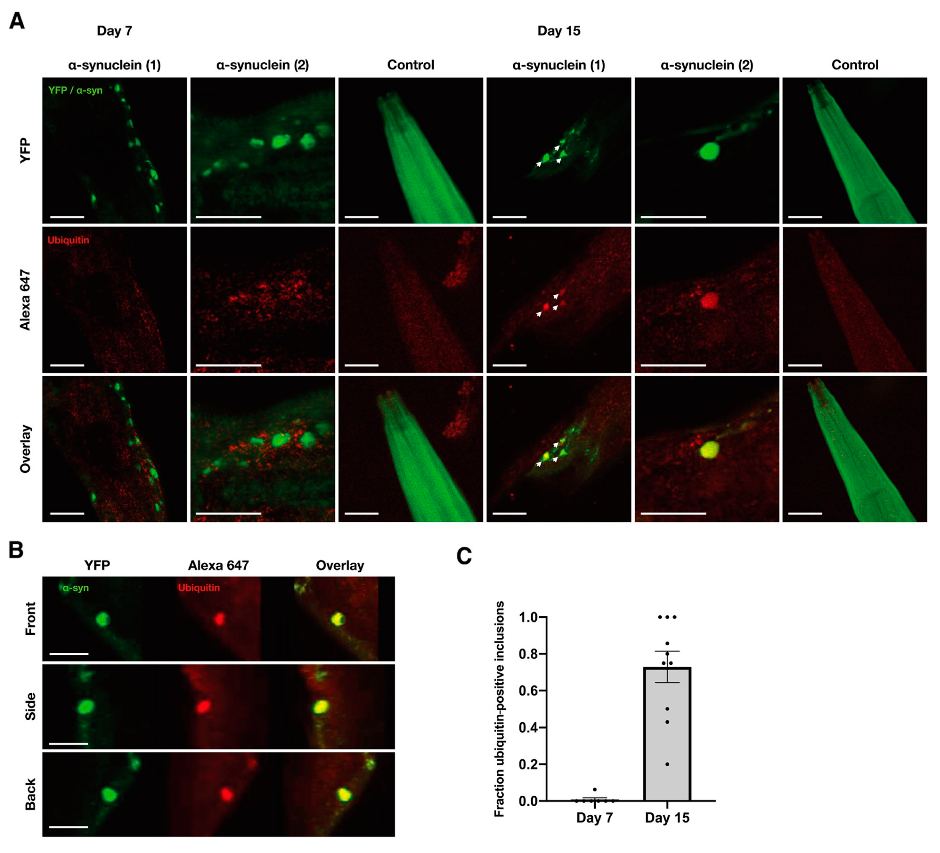 Molecules 27 00088 g005