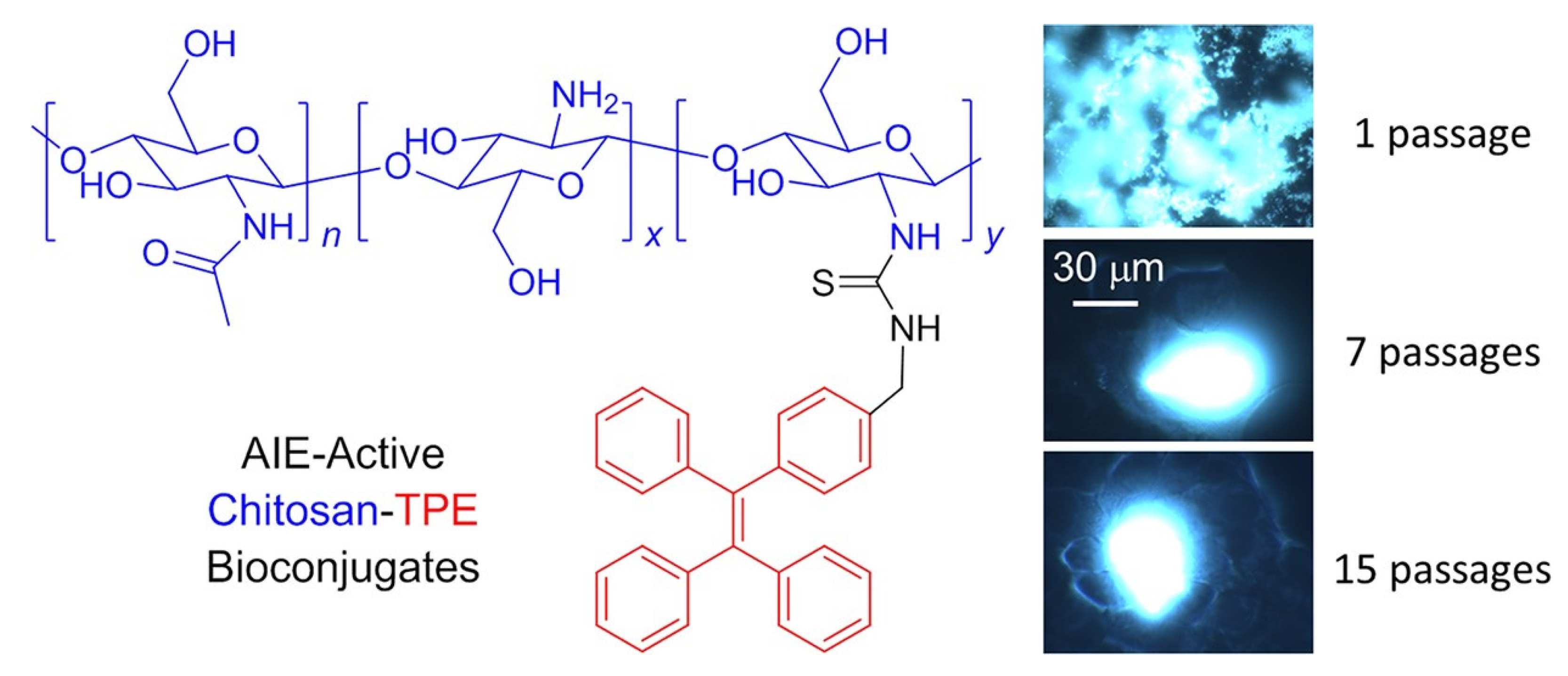 Molecules 27 00150 g010