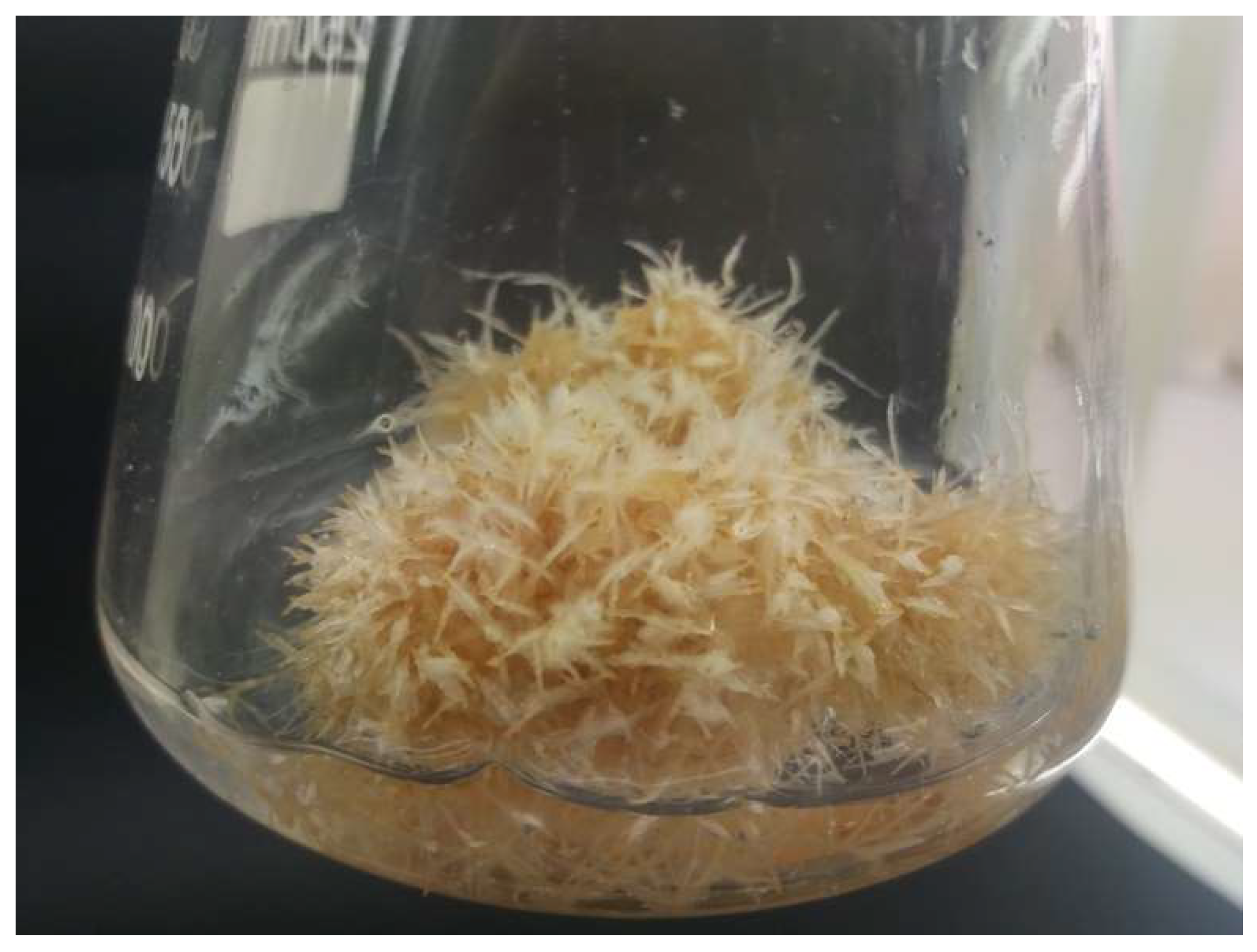 Molecules 27 00186 g003