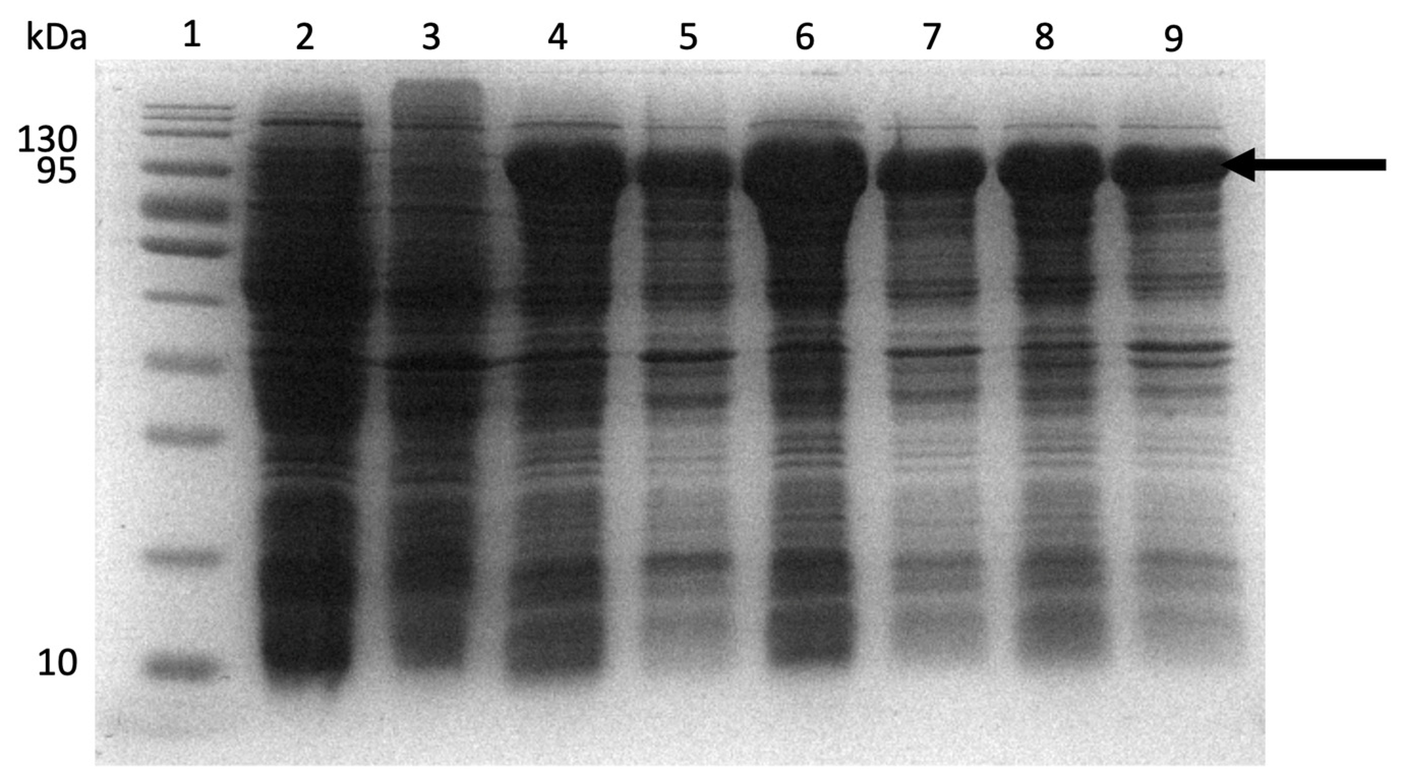Molecules 27 00200 g013