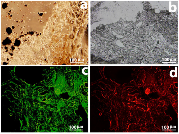 Molecules 27 00261 g008