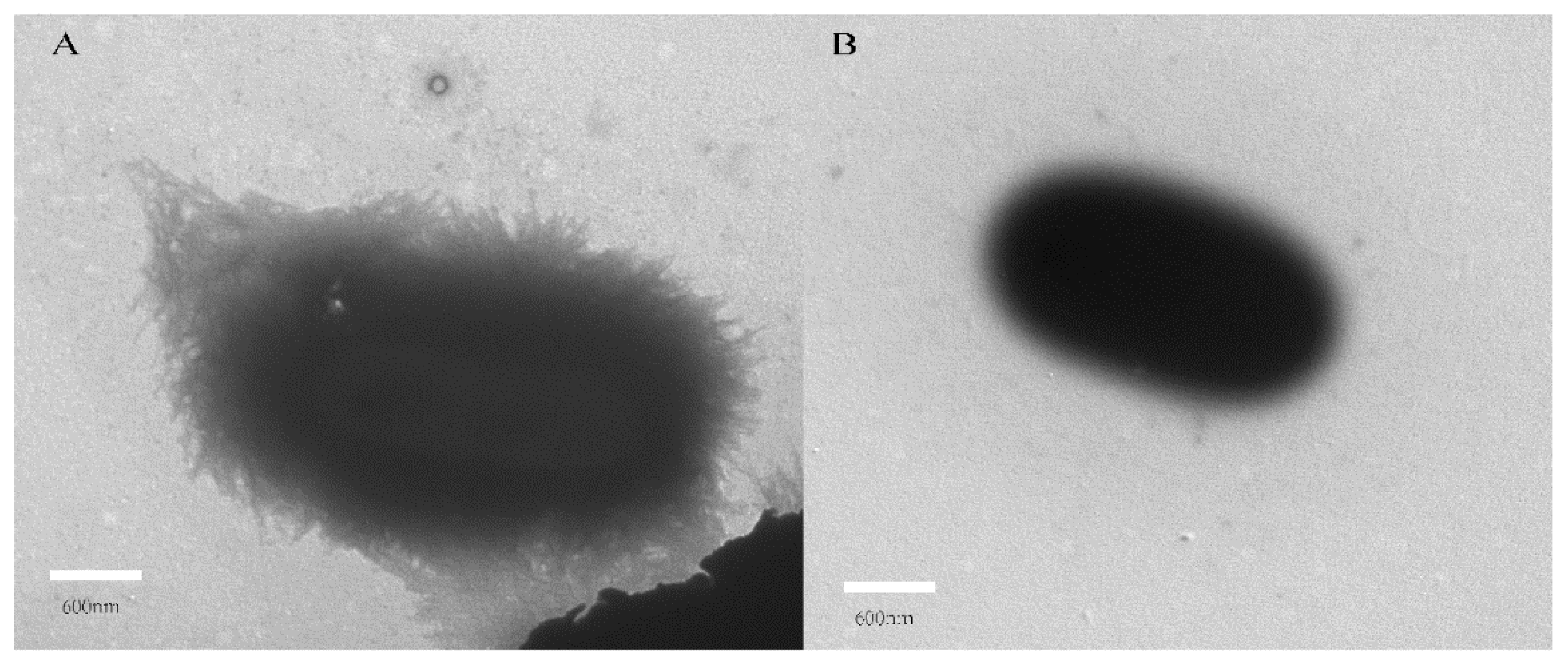 Molecules 27 00272 g007