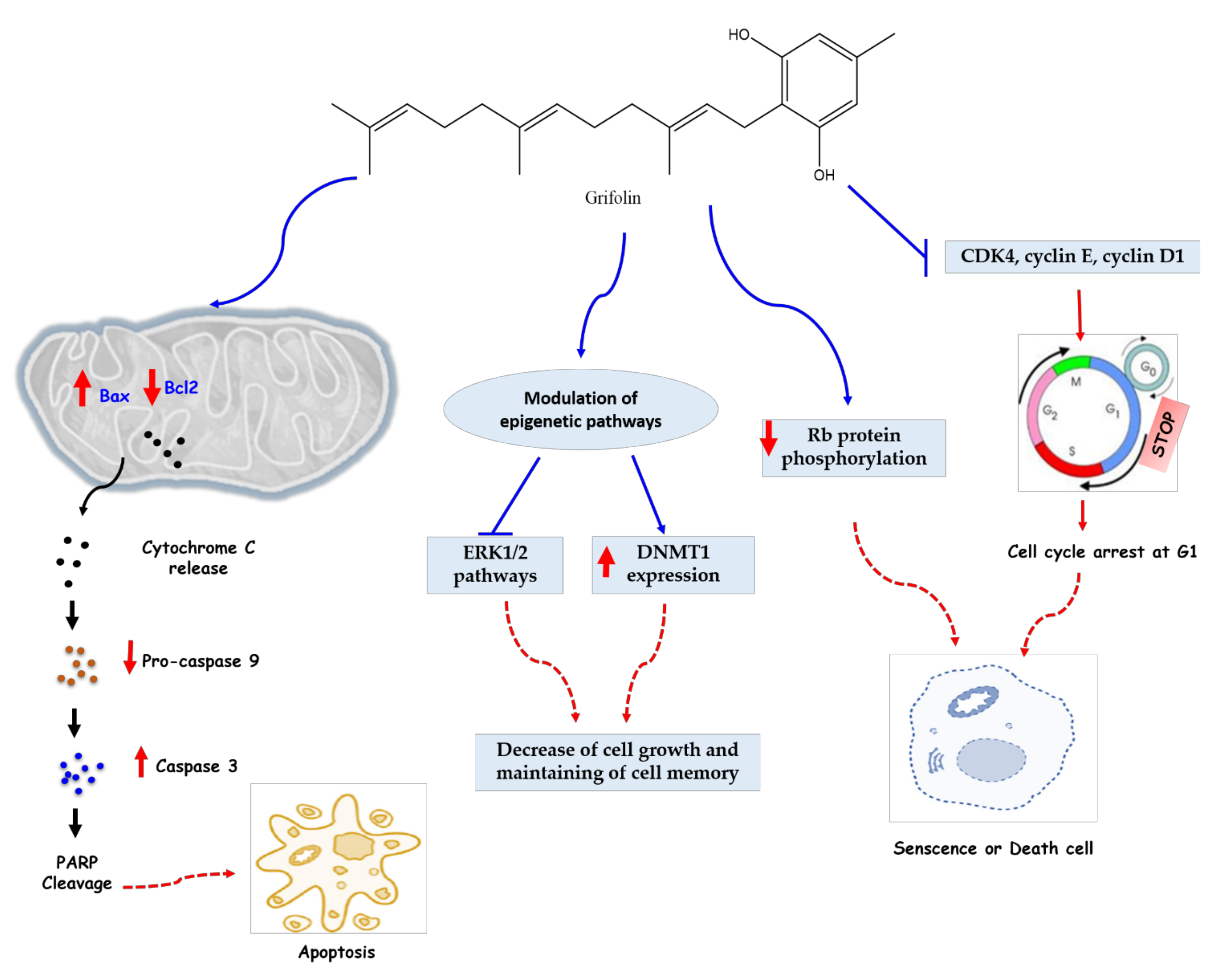 Molecules 27 00284 g003