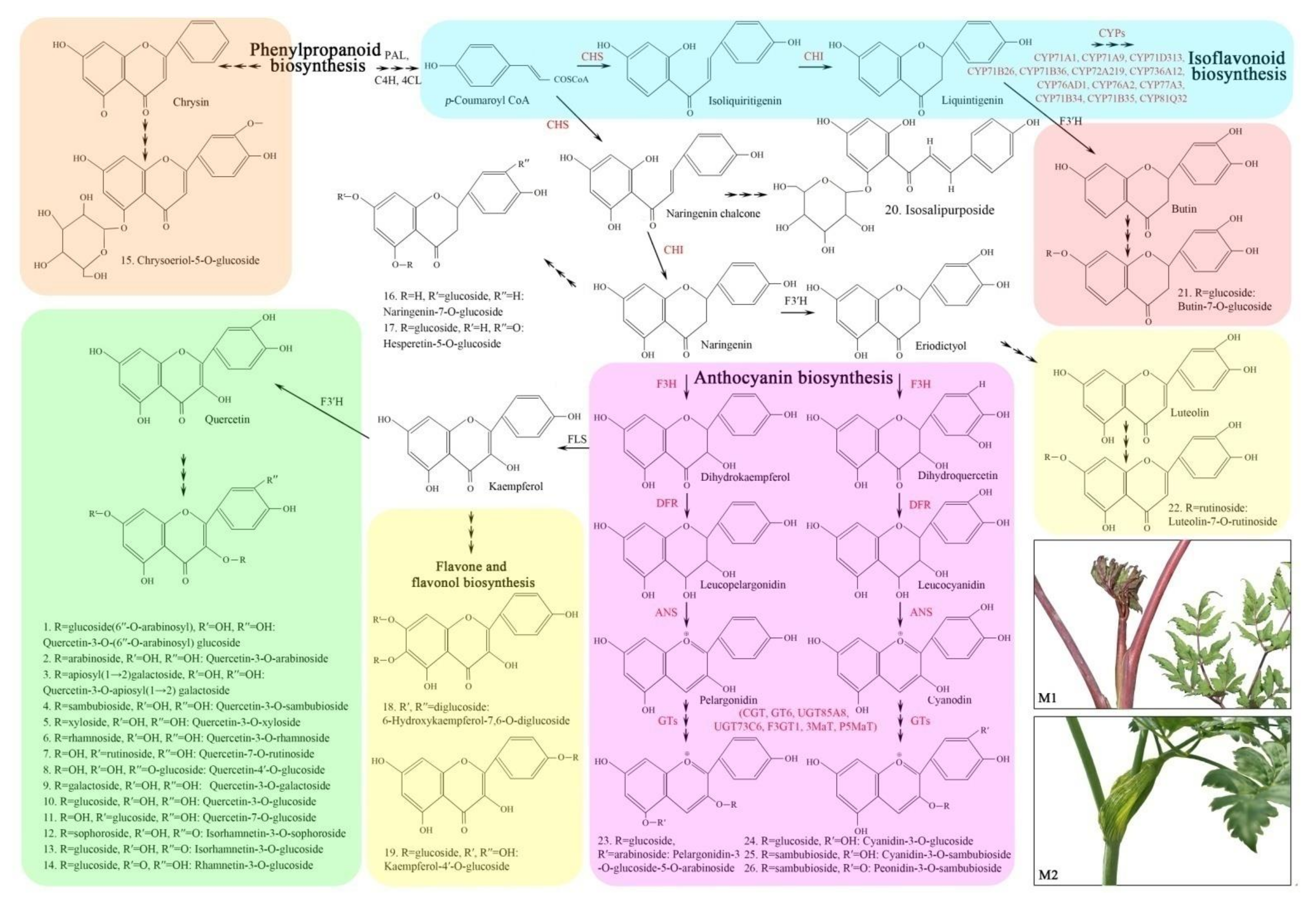 Molecules 27 00306 g007