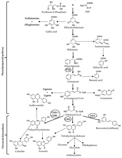 Molecules 27 00313 g006