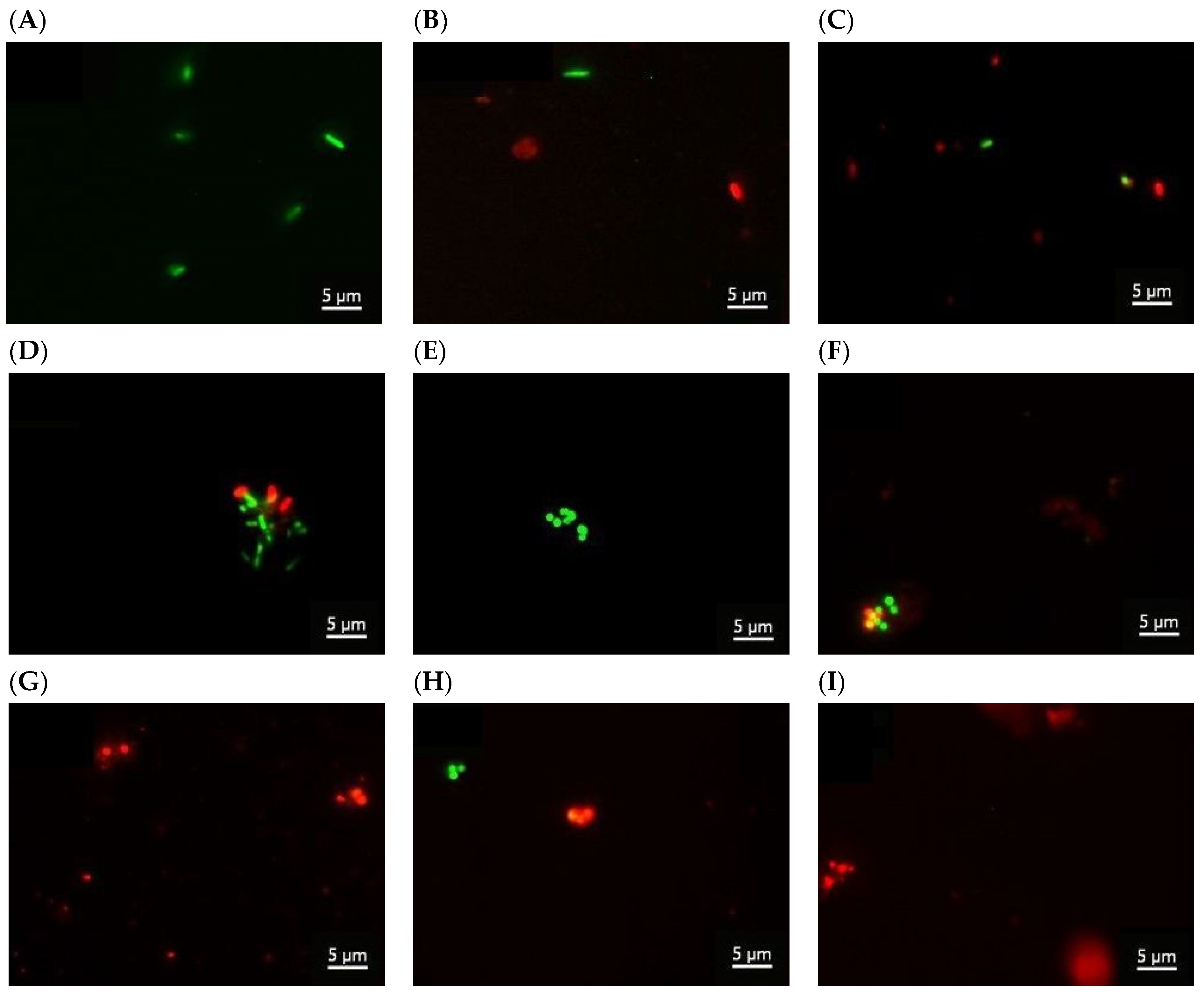 Molecules 27 00343 g010