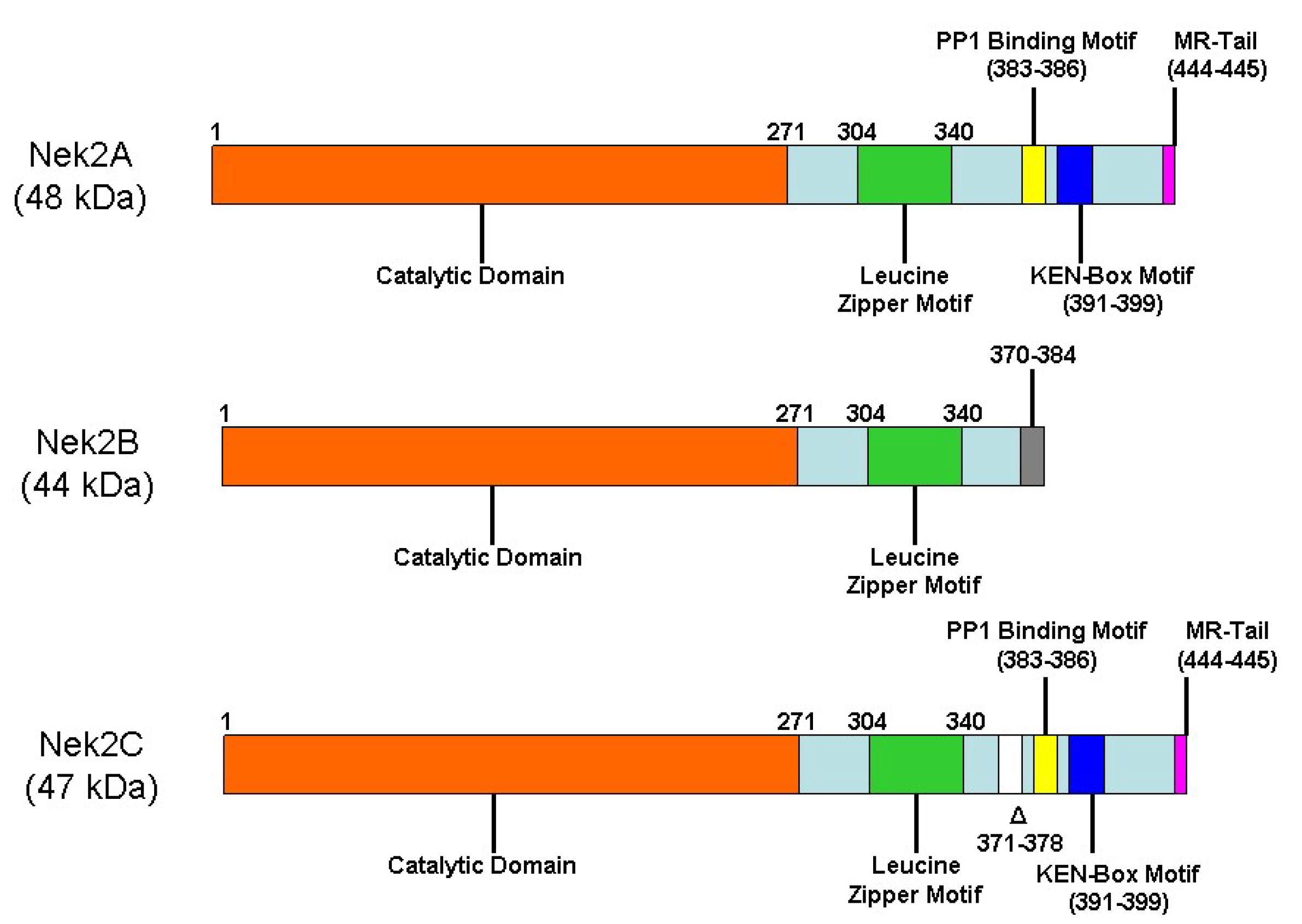 Molecules 27 00347 g001