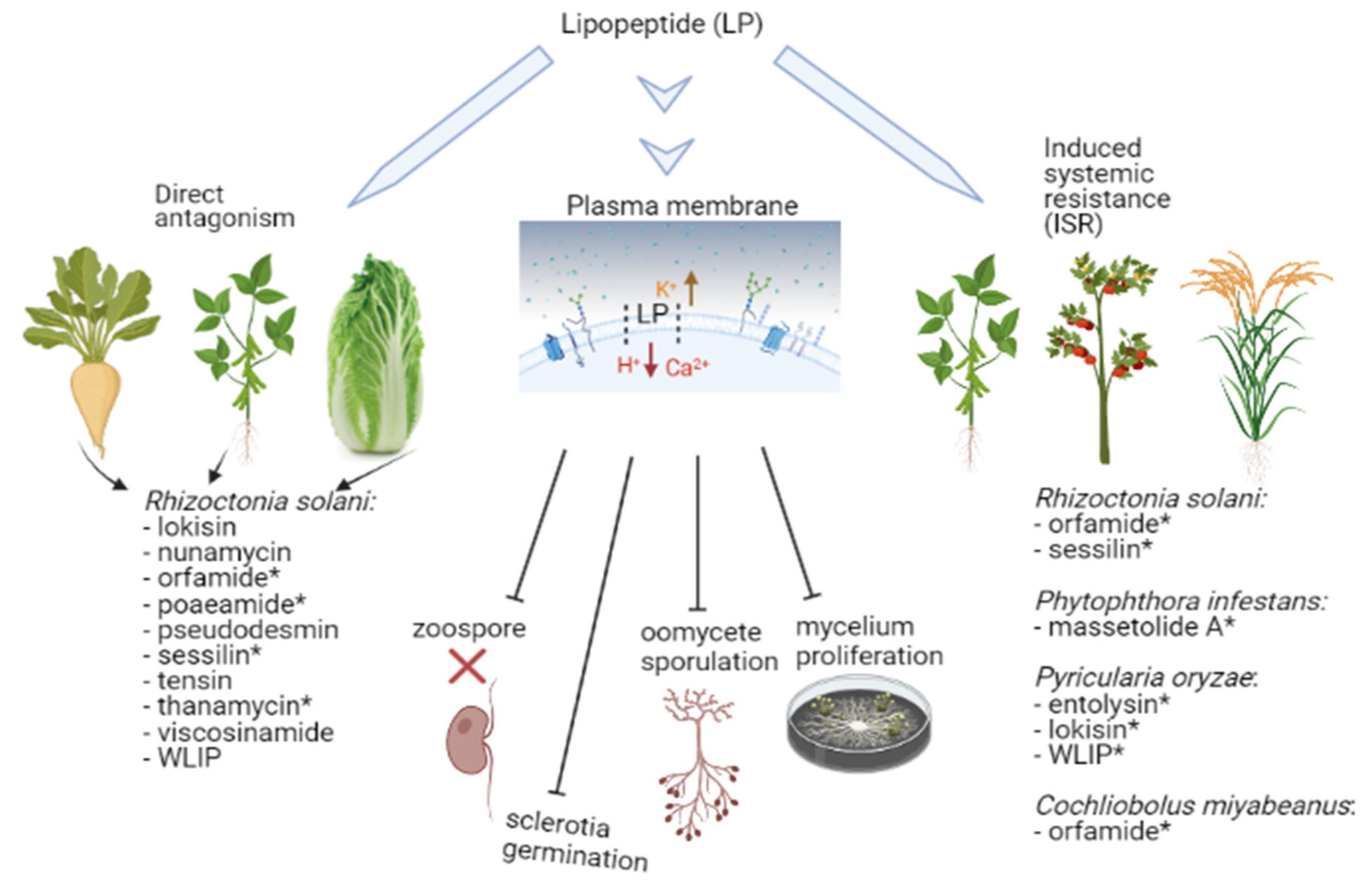 Molecules 27 00372 g006