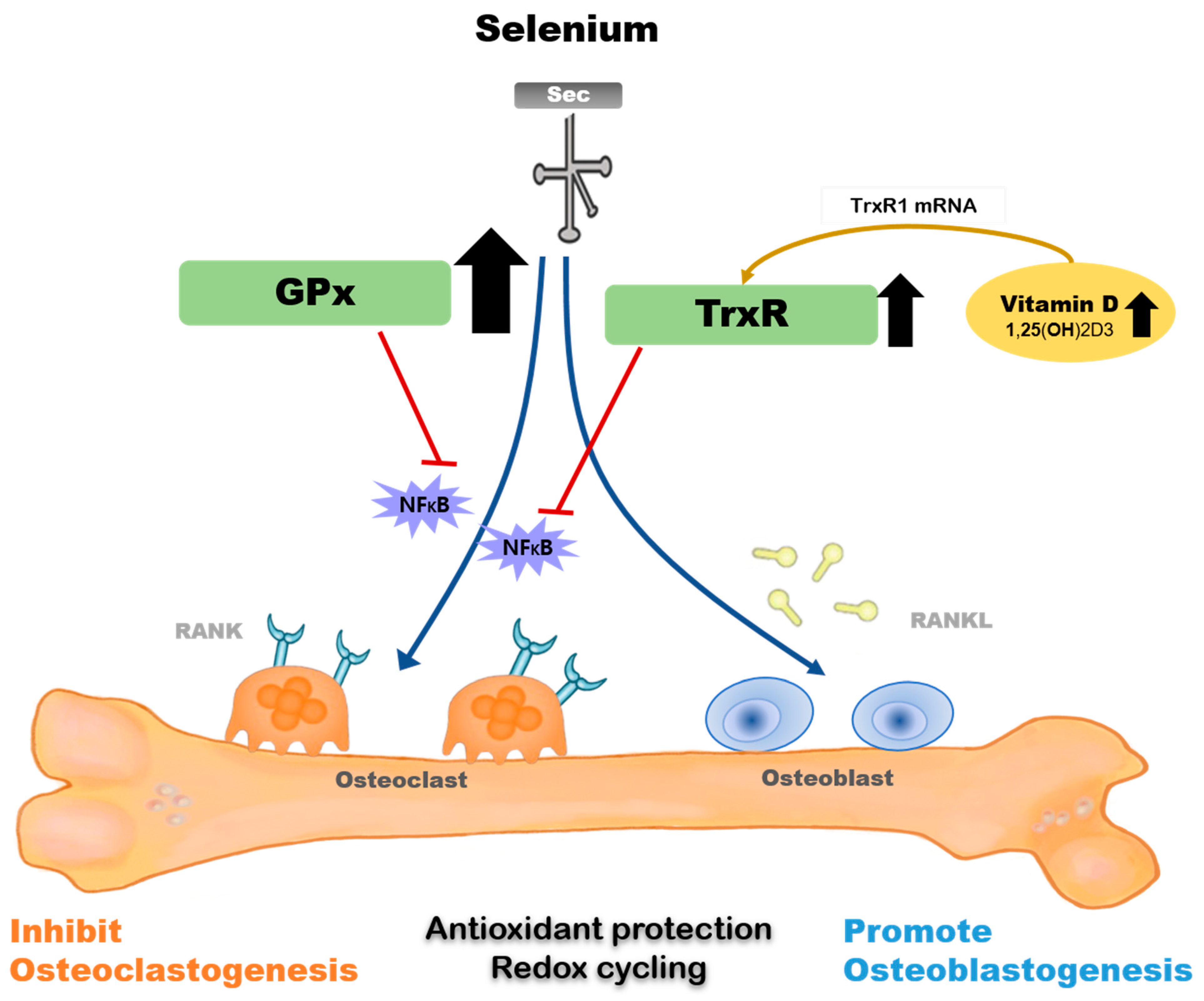 Molecules 27 00392 g001