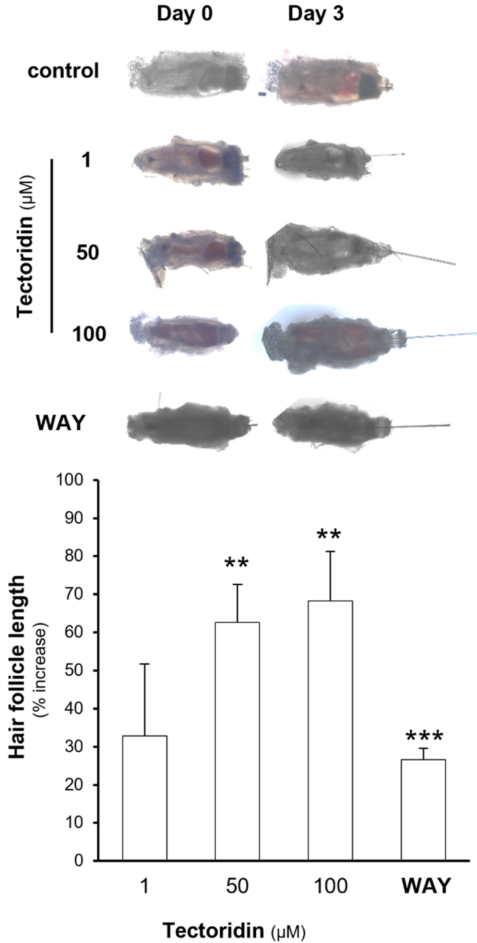Molecules 27 00400 g004