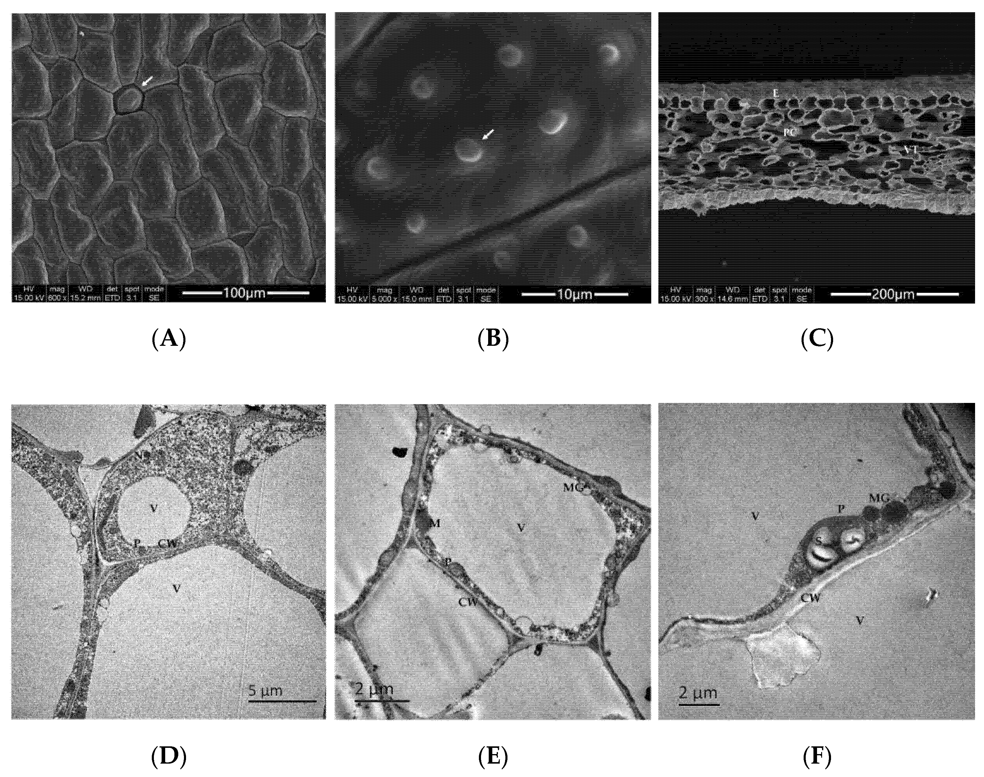 Molecules 27 00408 g001