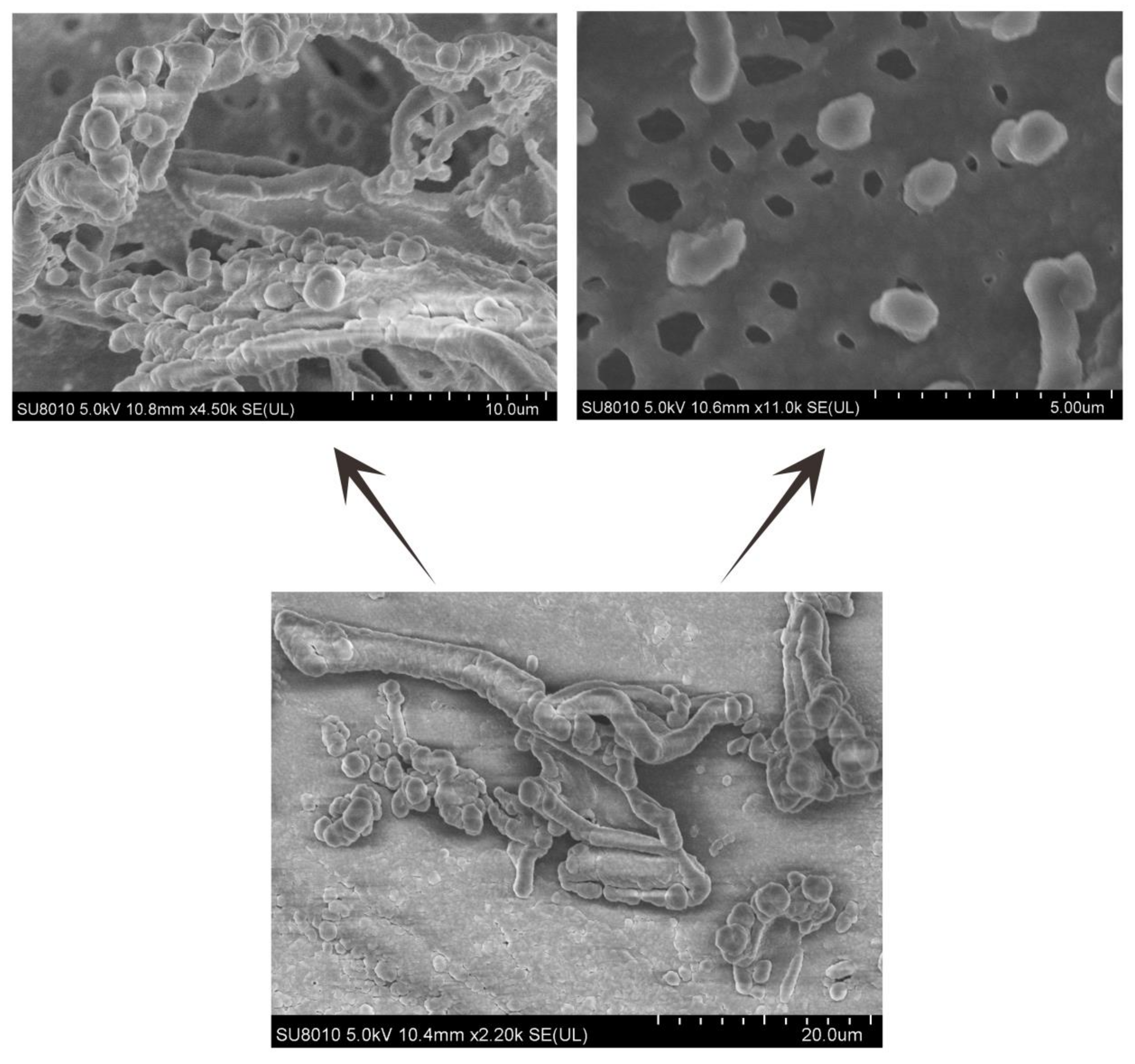 Molecules 27 00419 g005