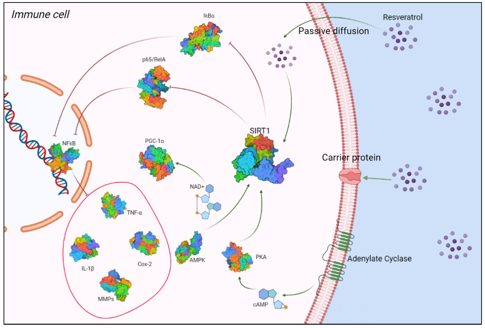 Molecules 27 00424 g001