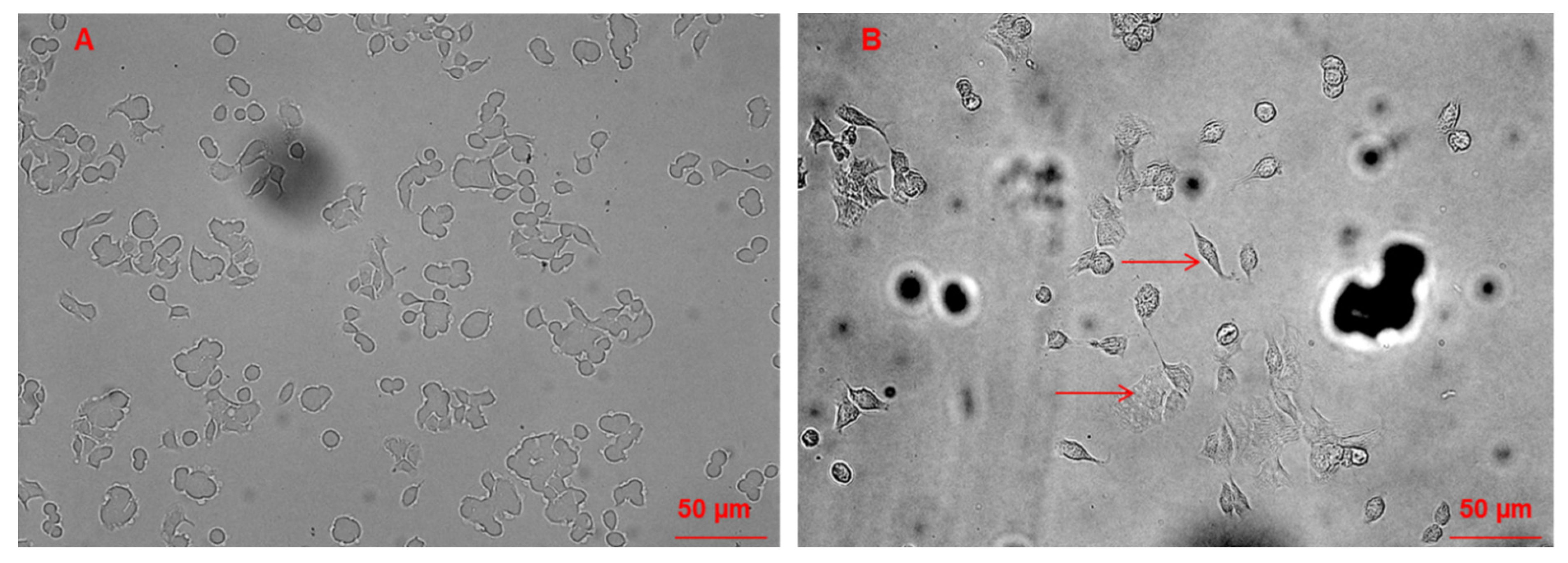 Molecules 27 00510 g005