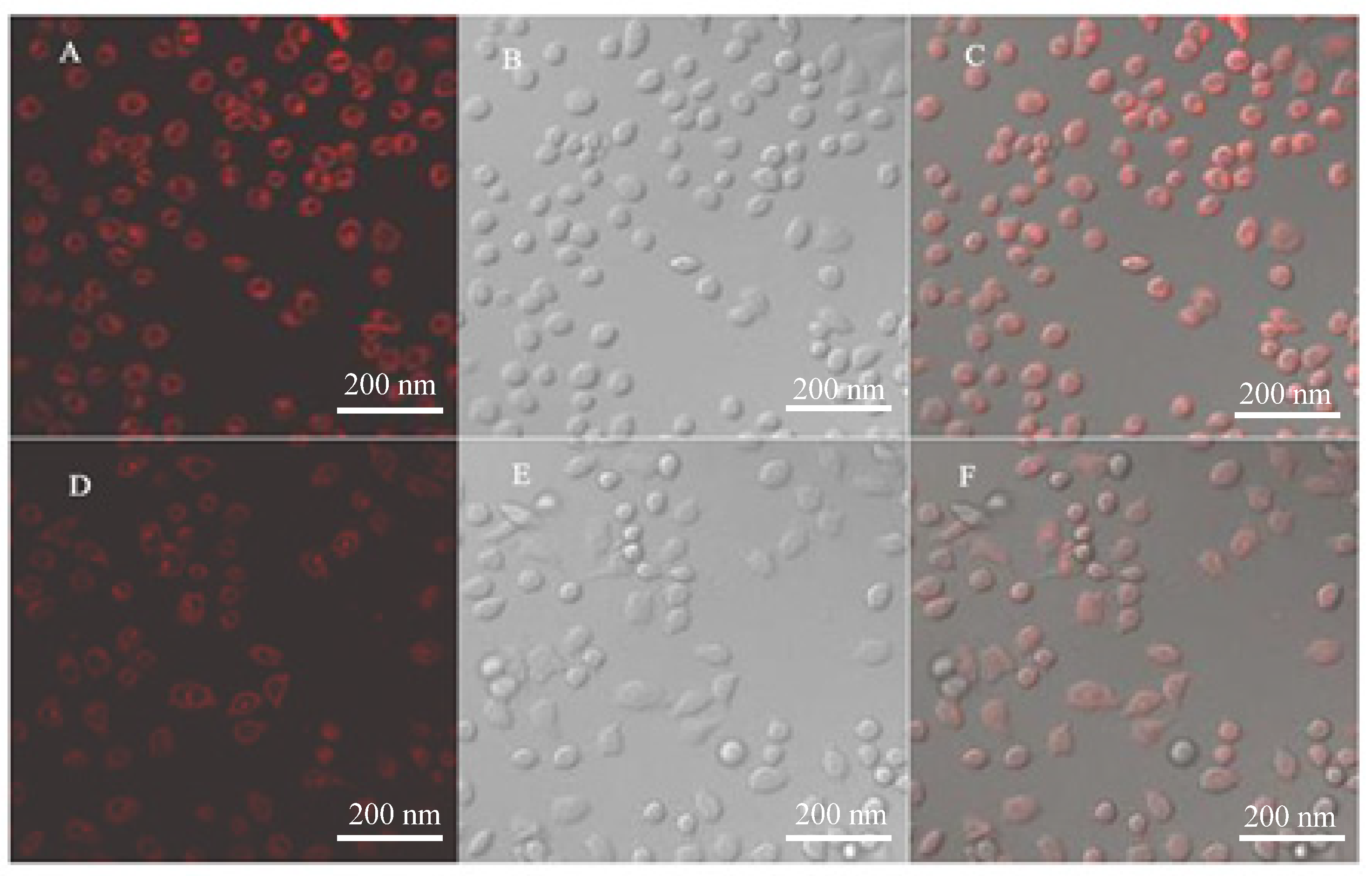 Molecules 27 00516 g006