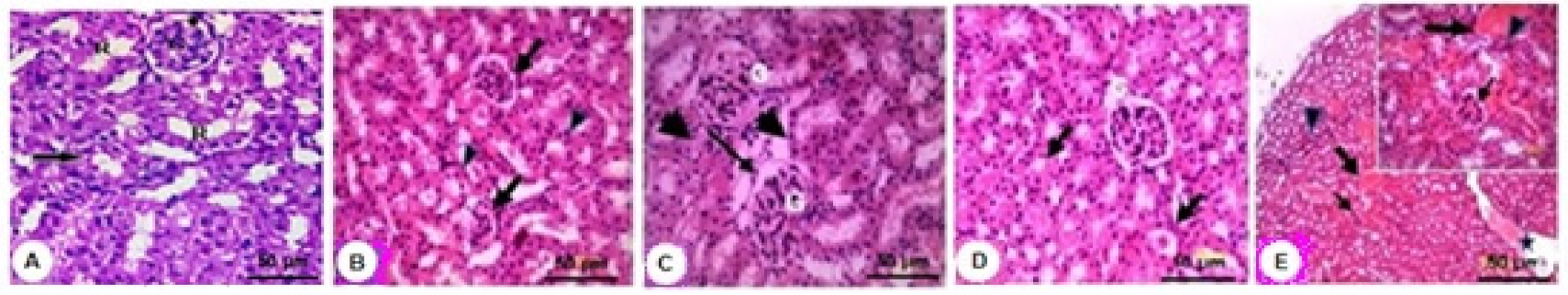 Molecules 27 00559 g005