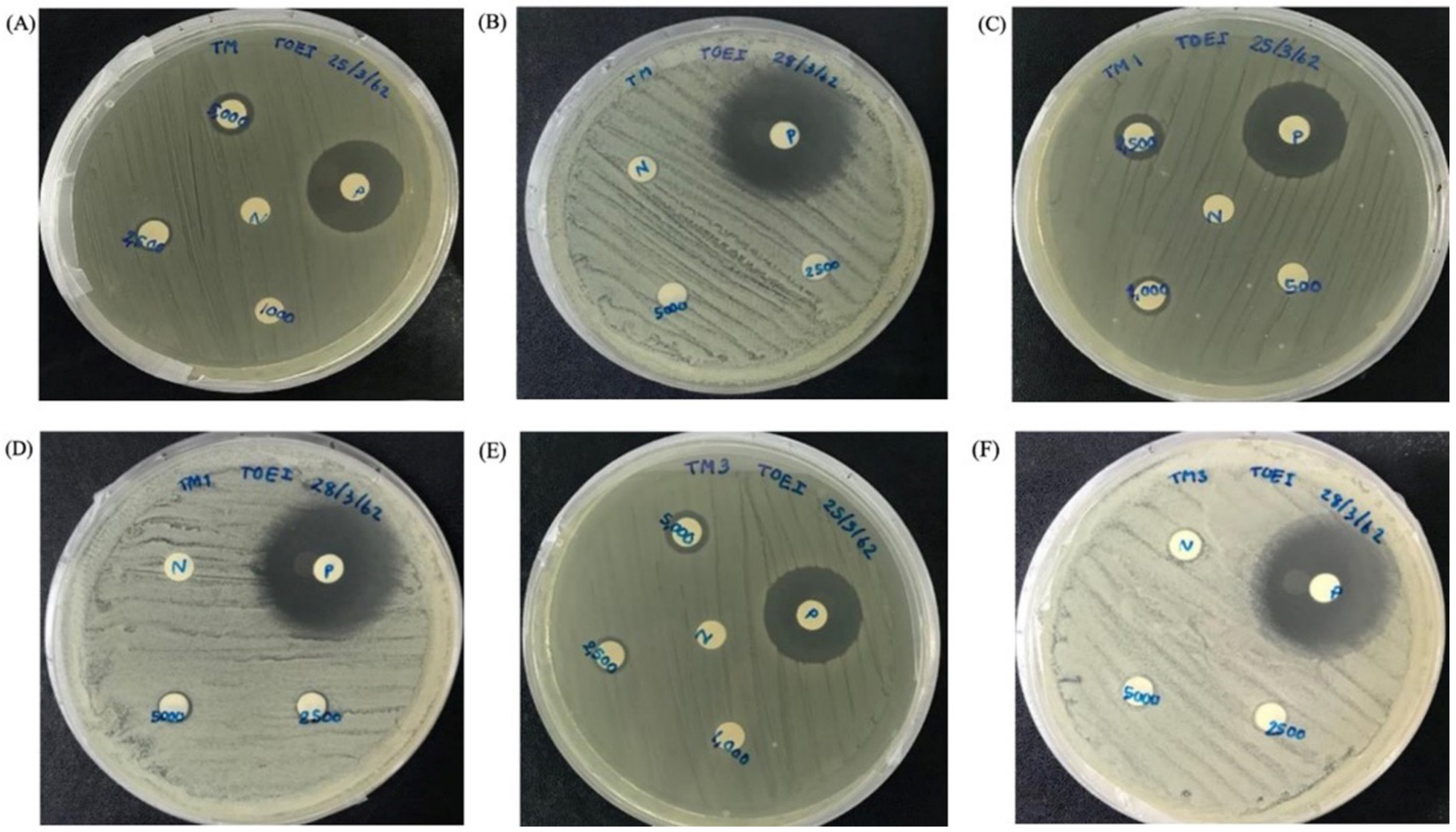 Molecules 27 00561 g005