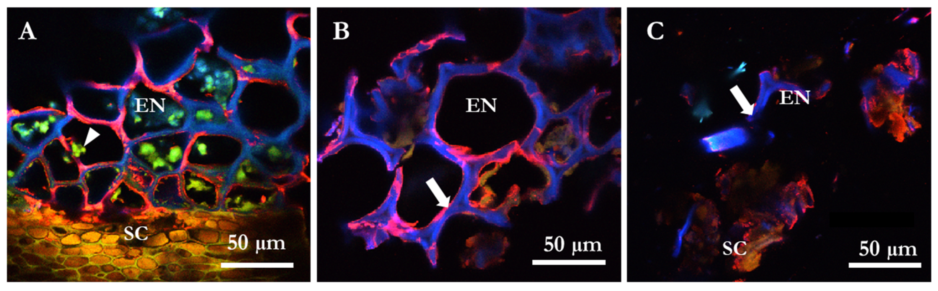 Molecules 27 00563 g004