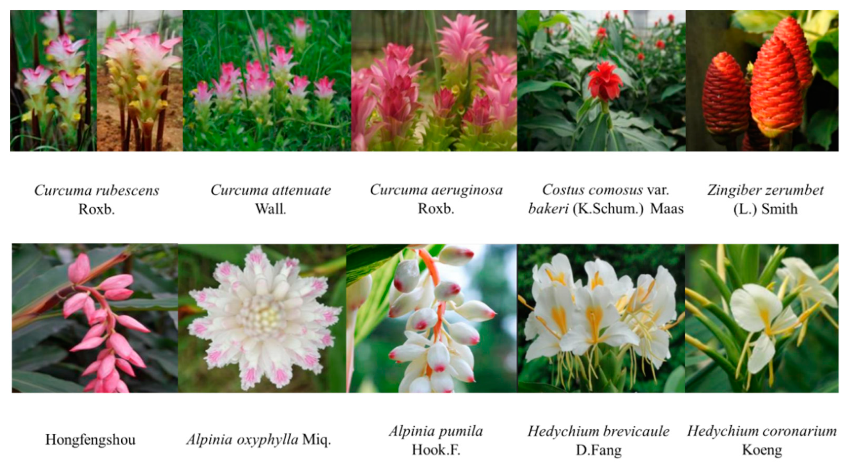 Molecules 27 00565 g001