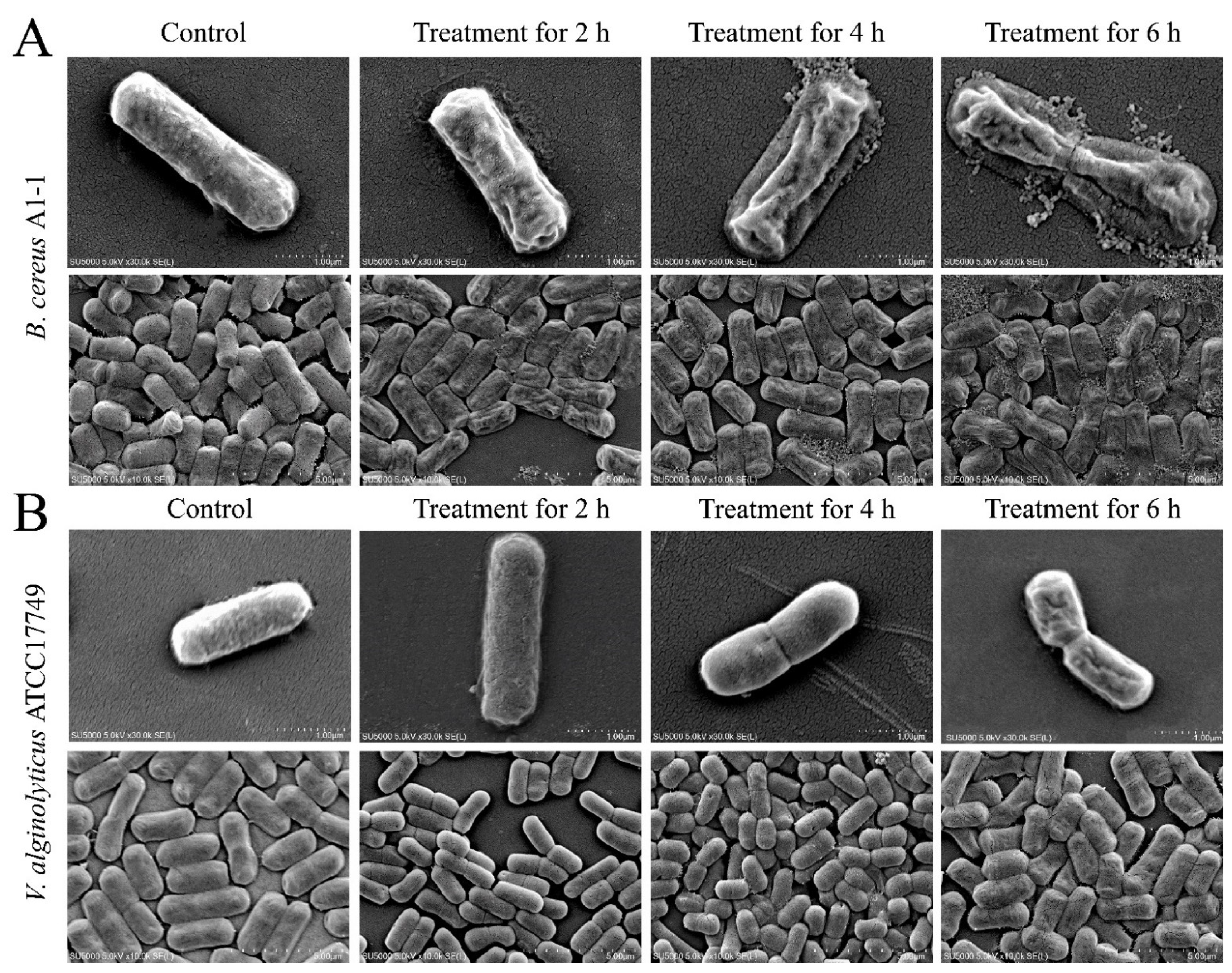 Molecules 27 00660 g003a