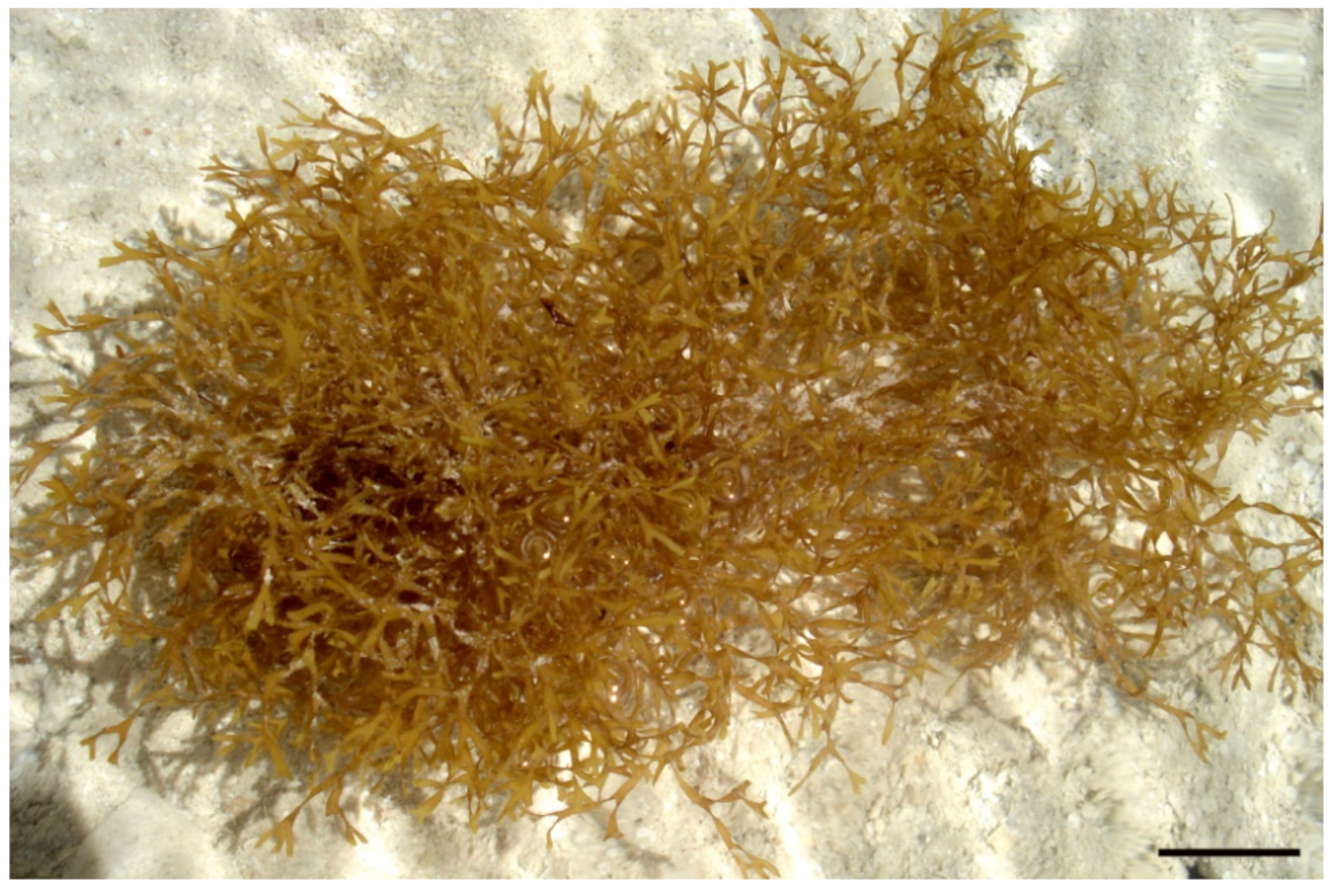 Molecules 27 00672 g001