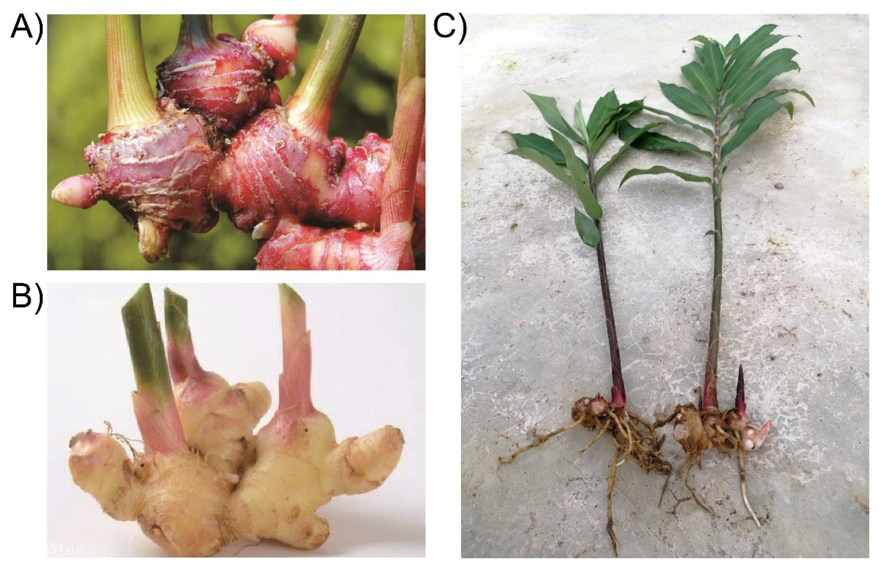 Molecules 27 00775 g001