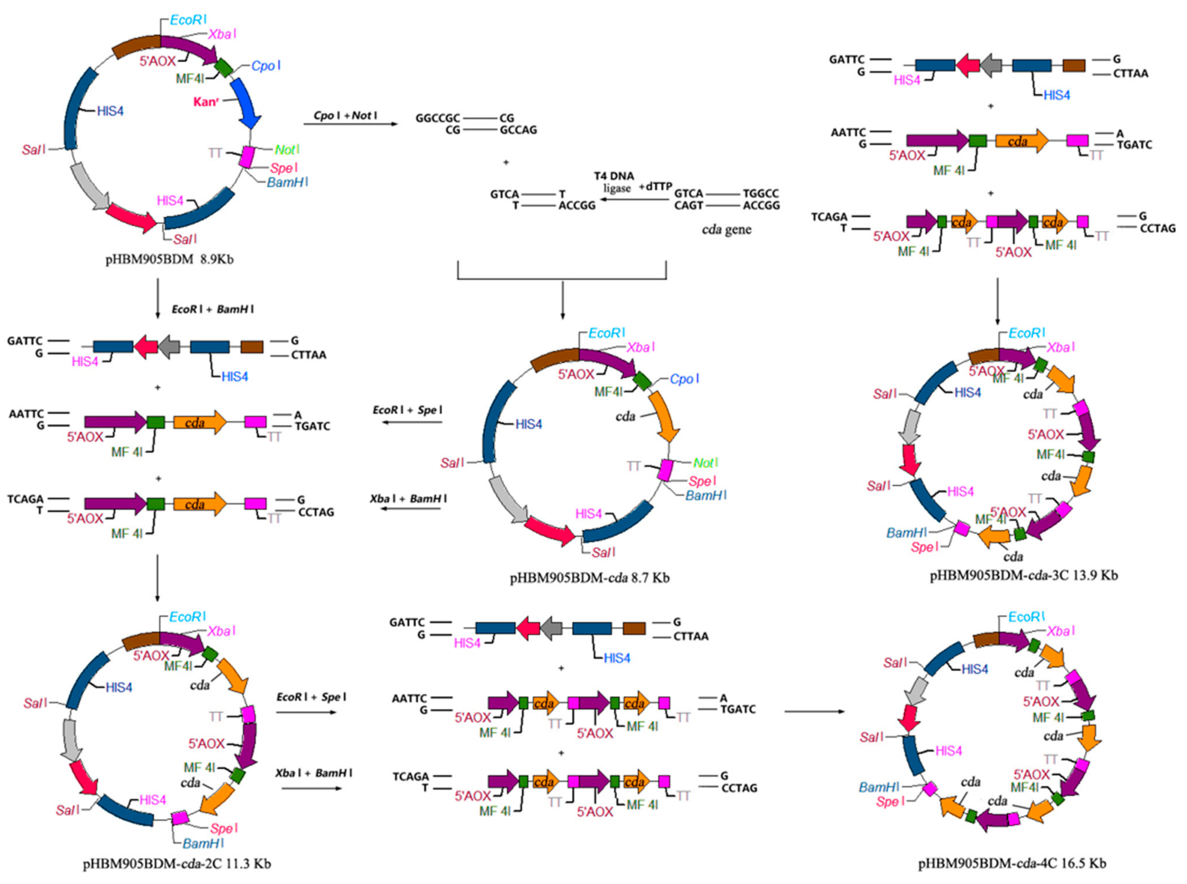 Molecules 27 00800 g001 Molecules 27 00800 g001