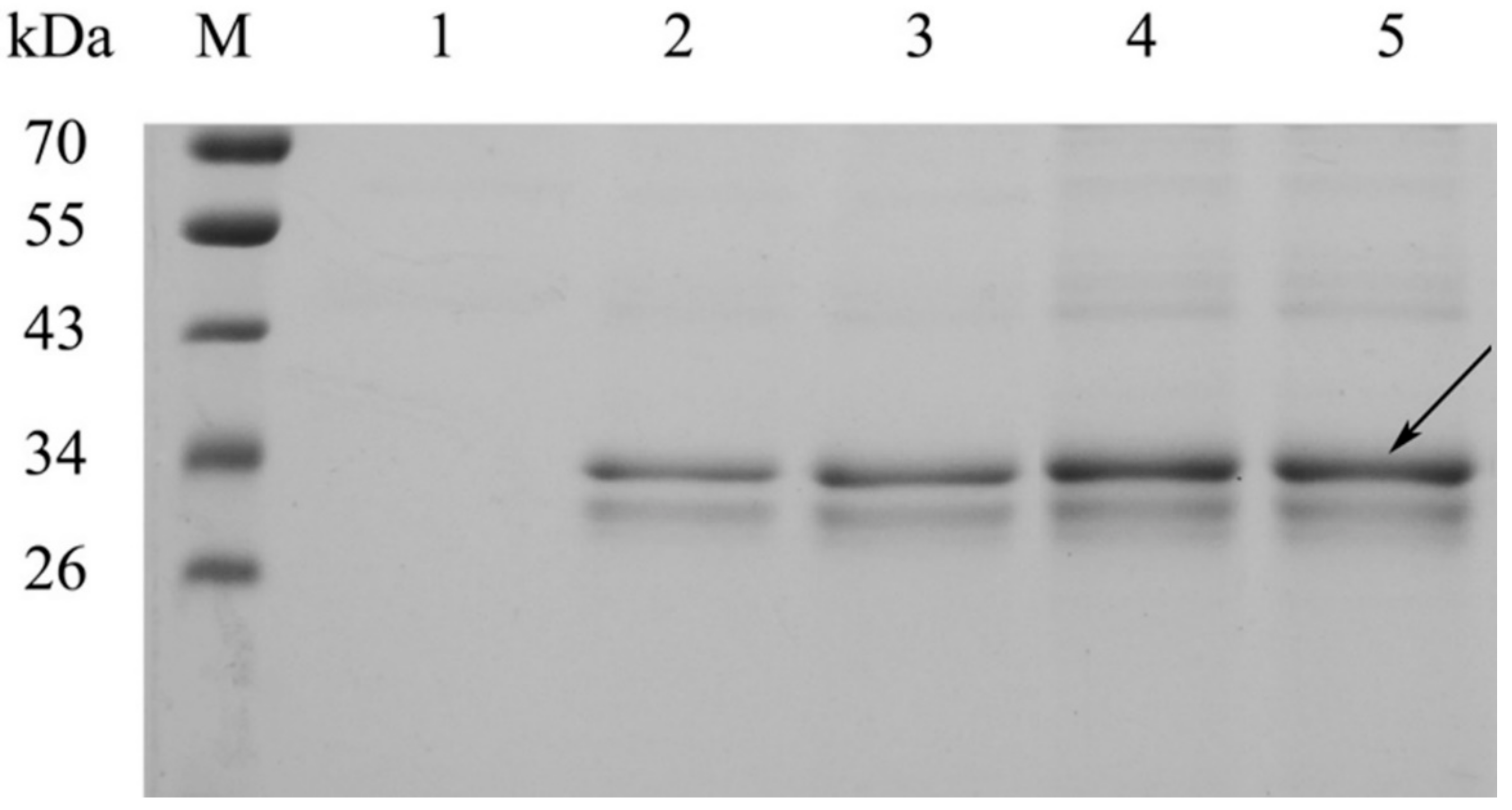 Molecules 27 00800 g004 Molecules 27 00800 g004