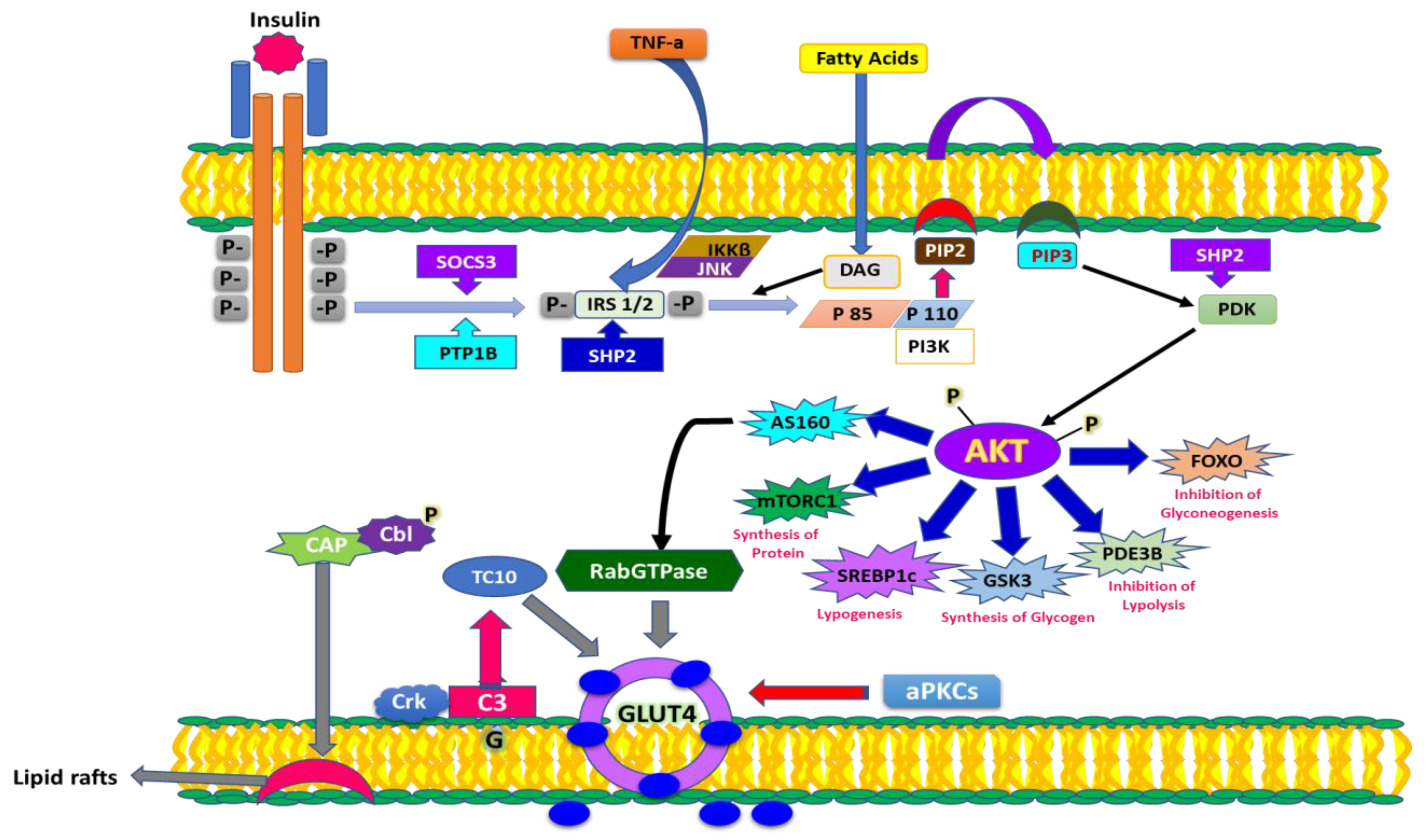 Molecules 27 00950 g004