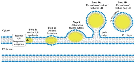 Molecules 27 00991 g002