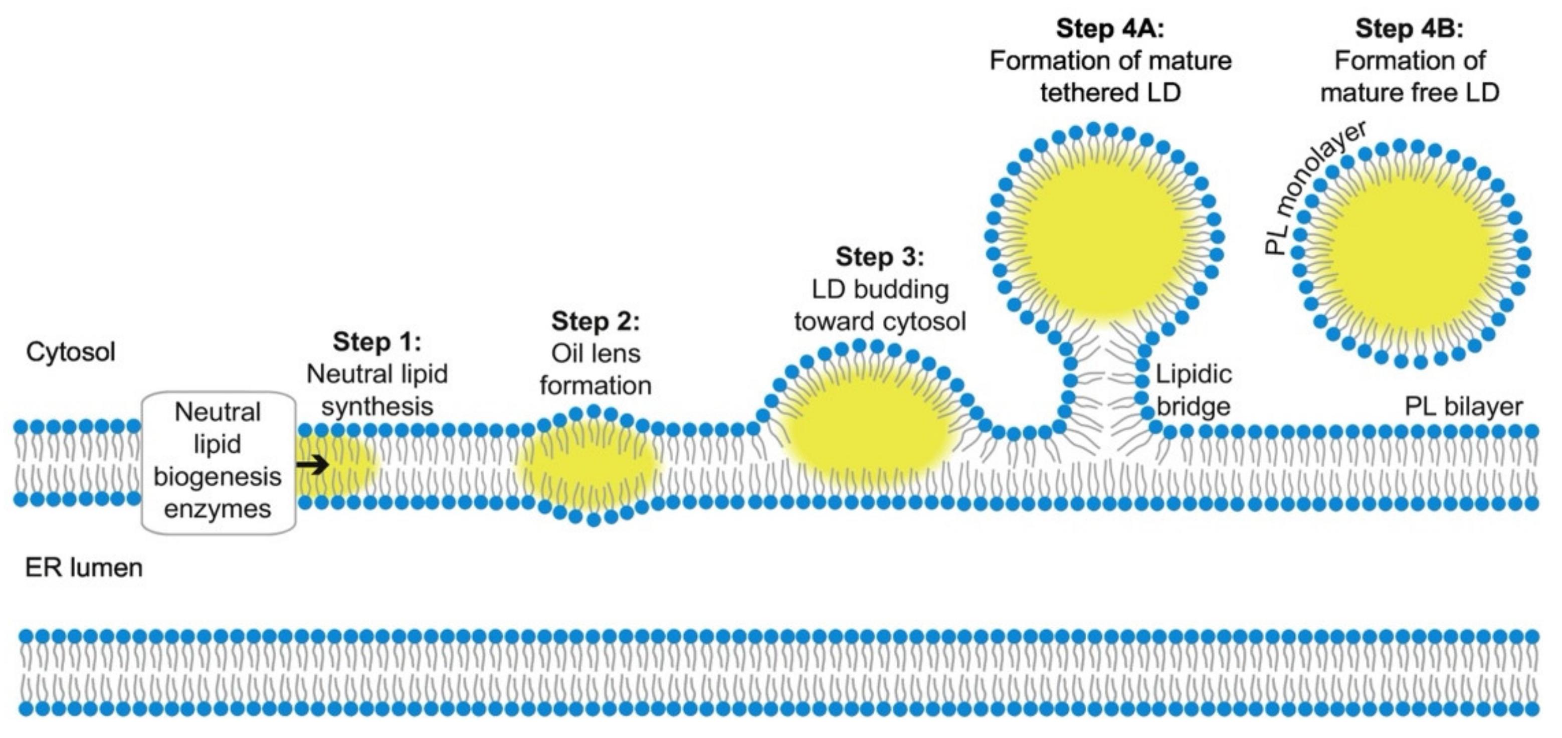 Molecules 27 00991 g002 Molecules 27 00991 g002