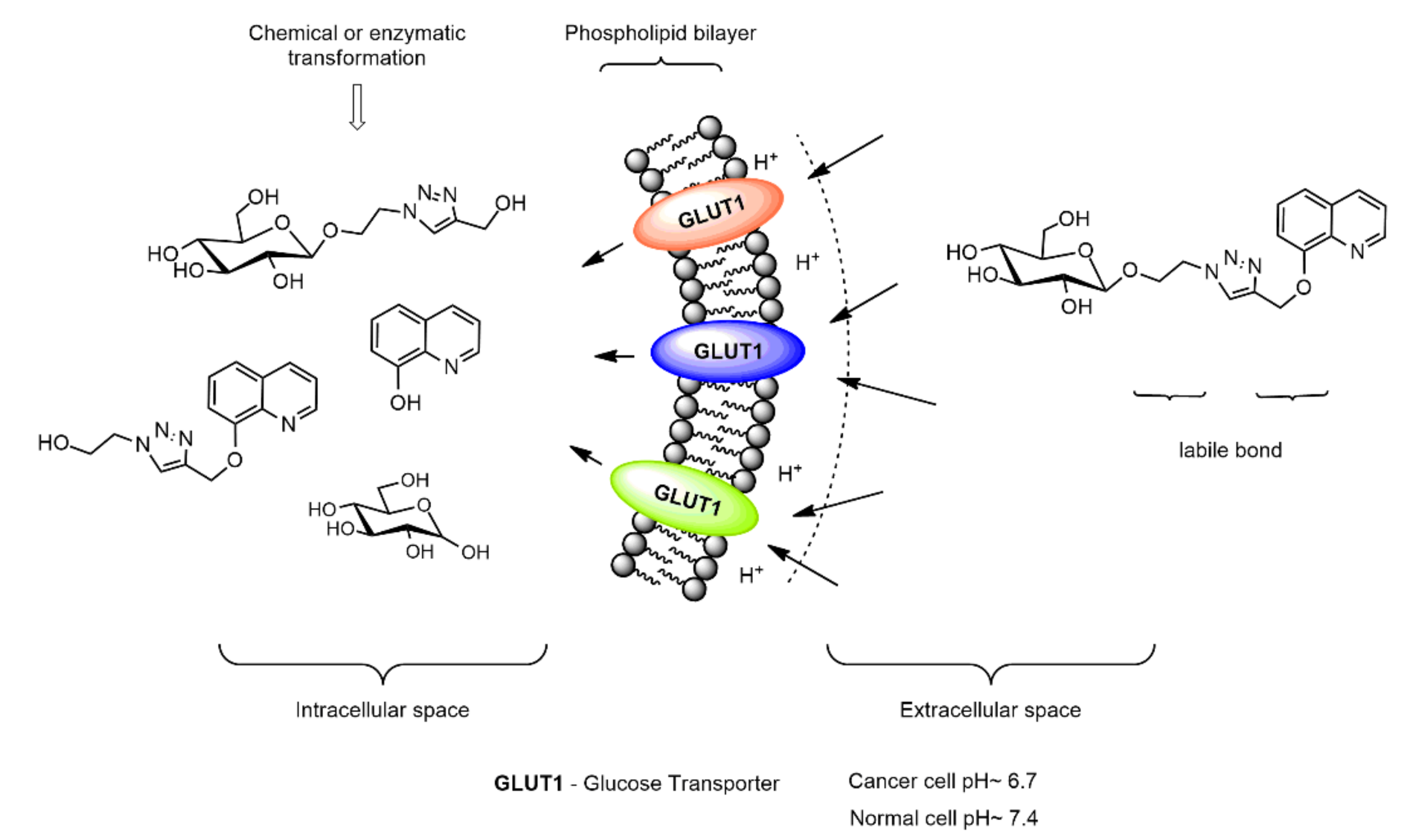 Molecules 27 01040 g001