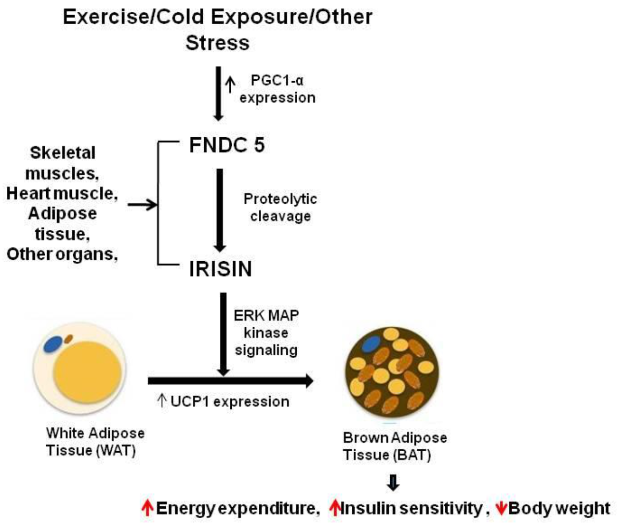 Molecules 27 01118 g004