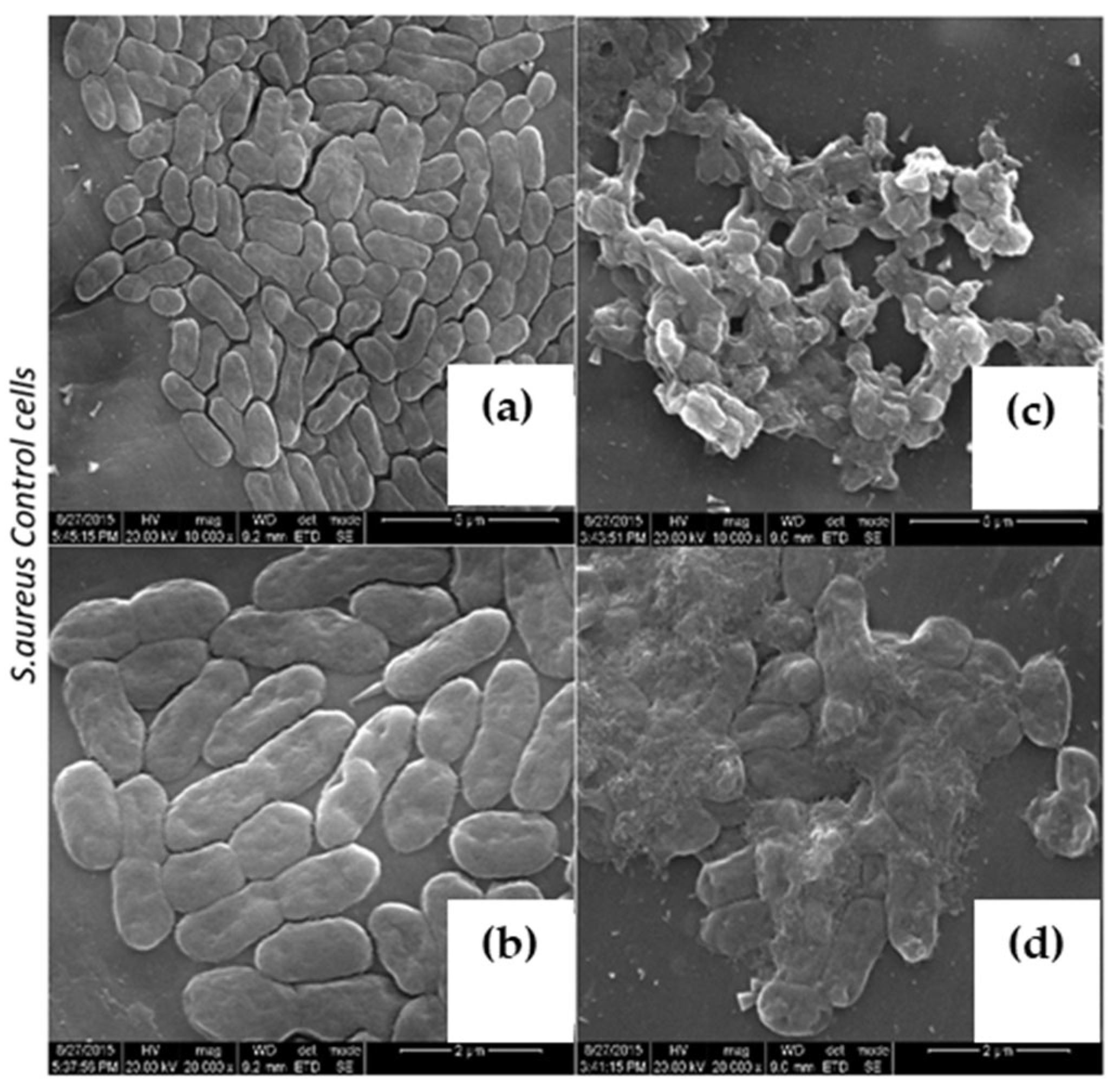 Molecules 27 01167 g006