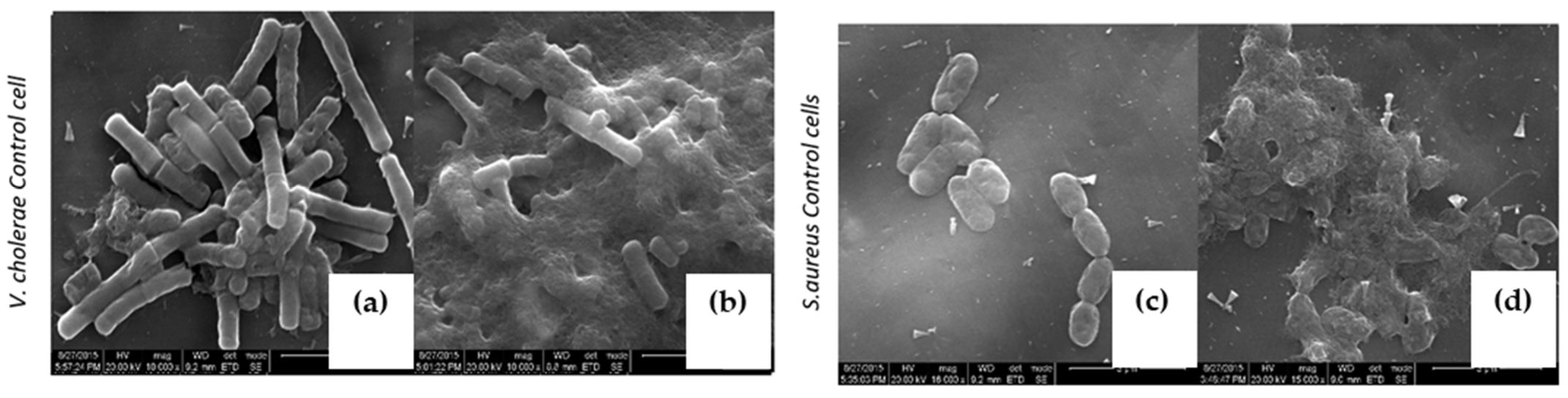 Molecules 27 01167 g007