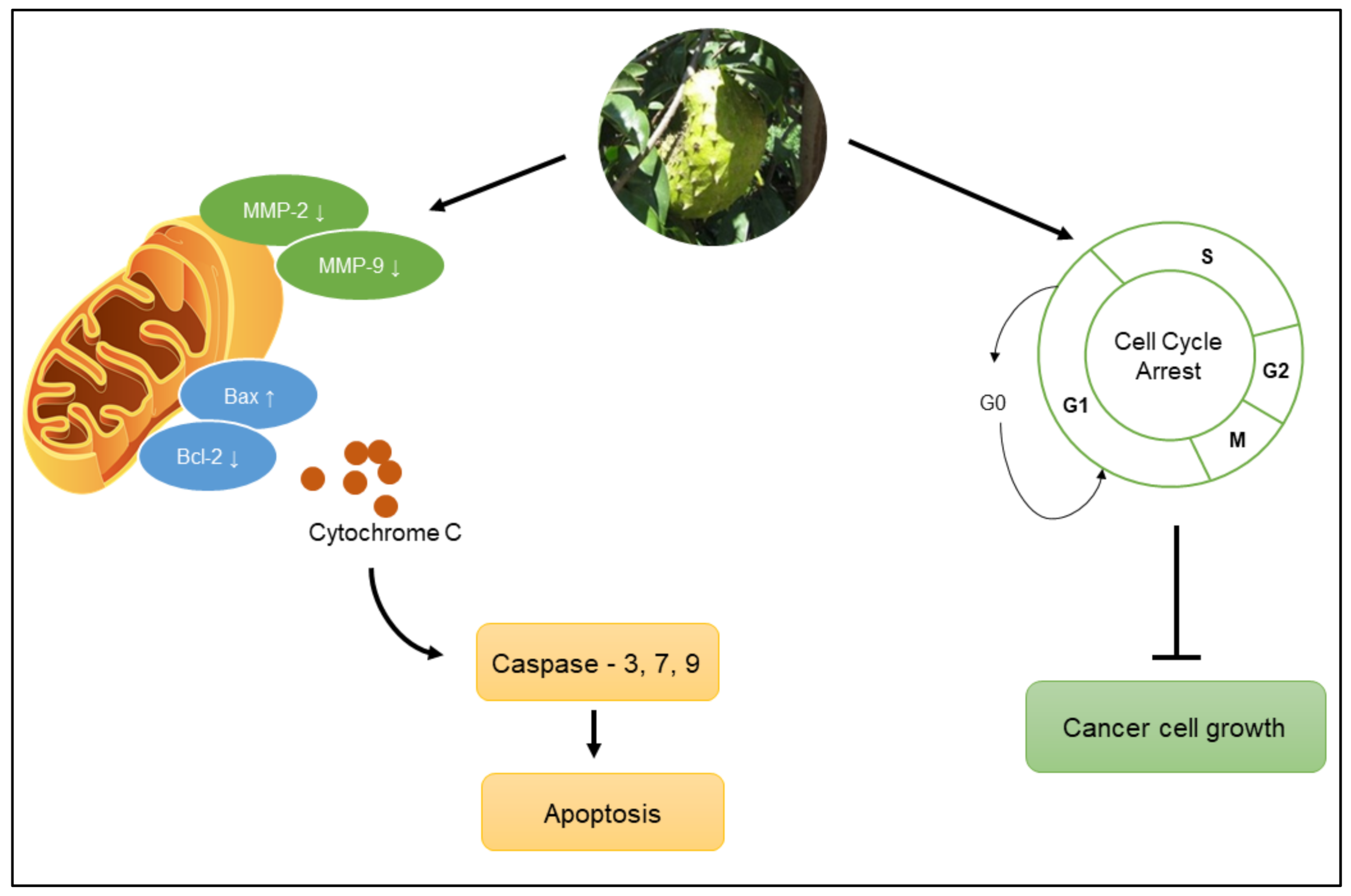 Molecules 27 01201 g005